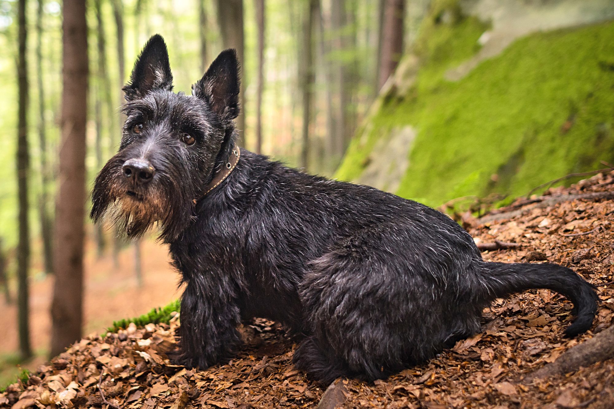 スコティッシュ・テリア - scottish-terrier