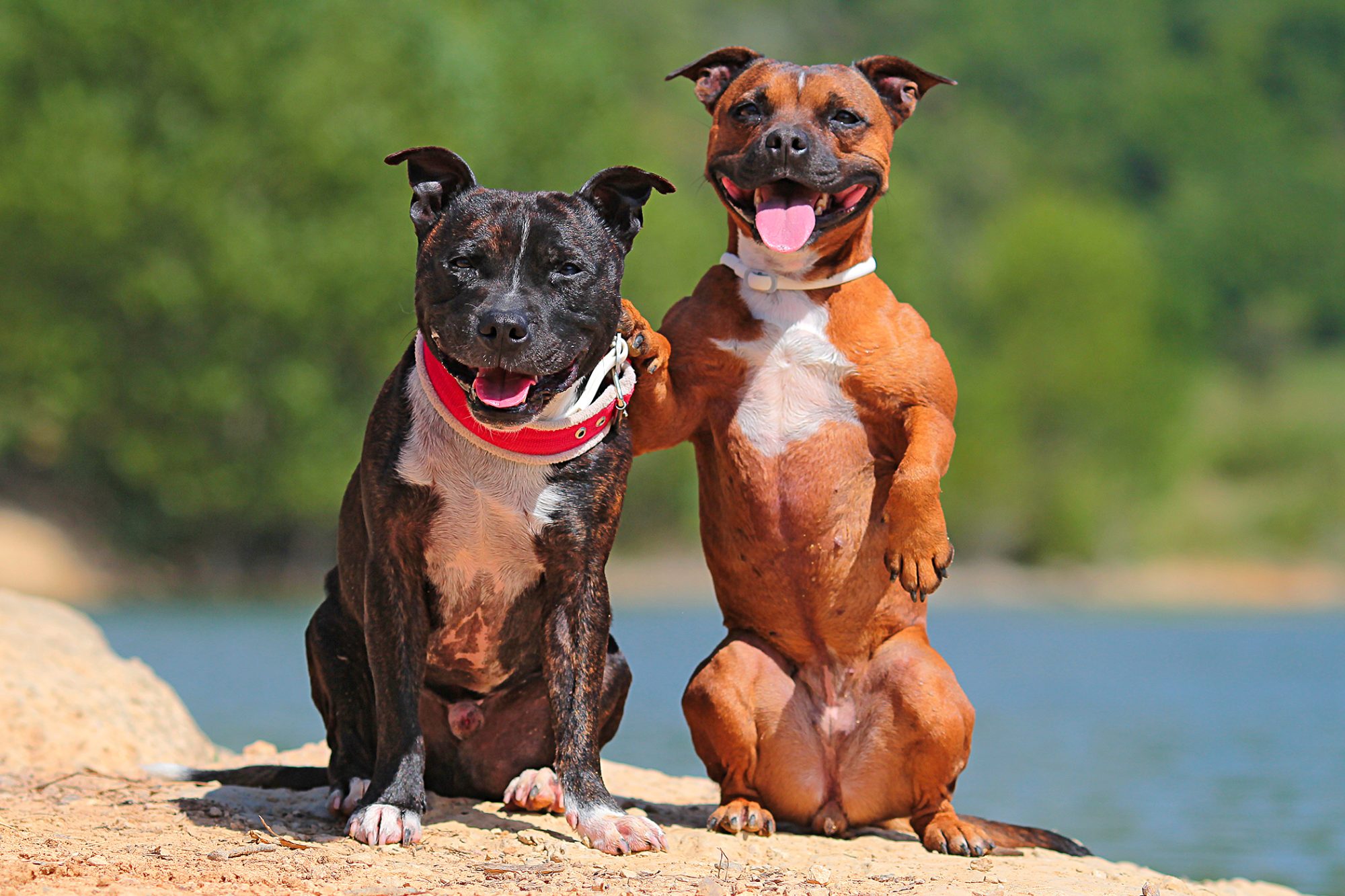 スタッフォードシャー・ブル・テリア - staffordshire-bull-terrier