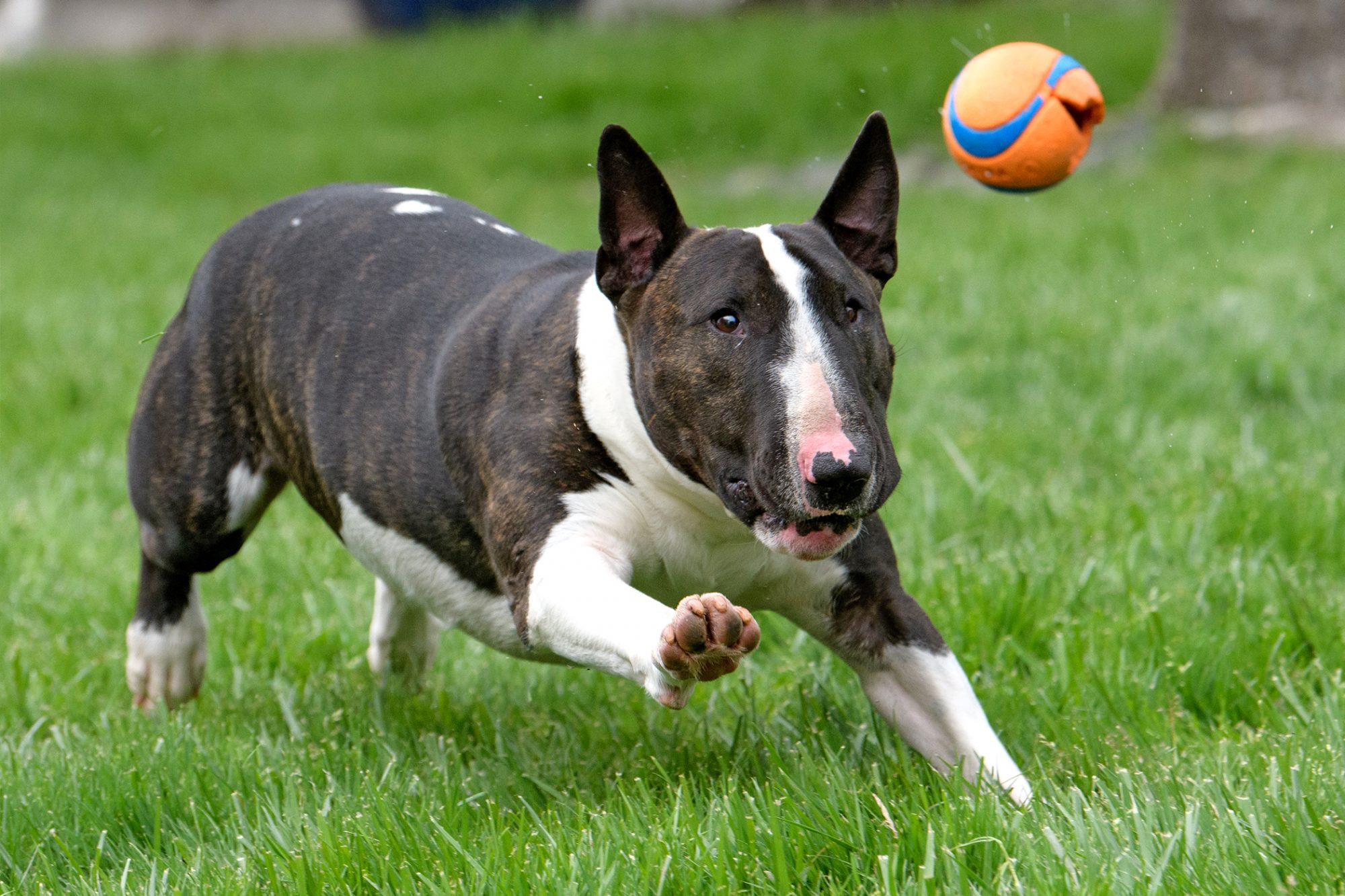 ブル・テリア - bull-terrier