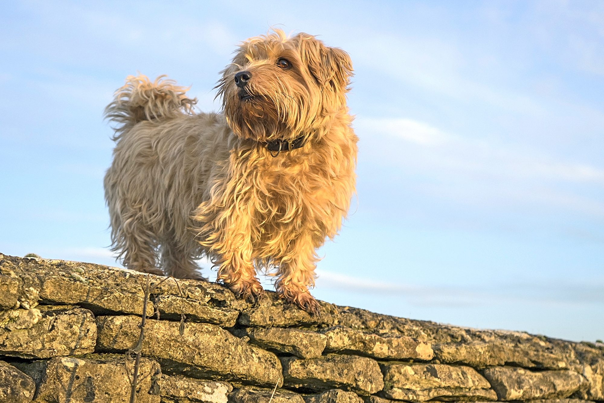 ノーフォーク・テリア - norfolk-terrier
