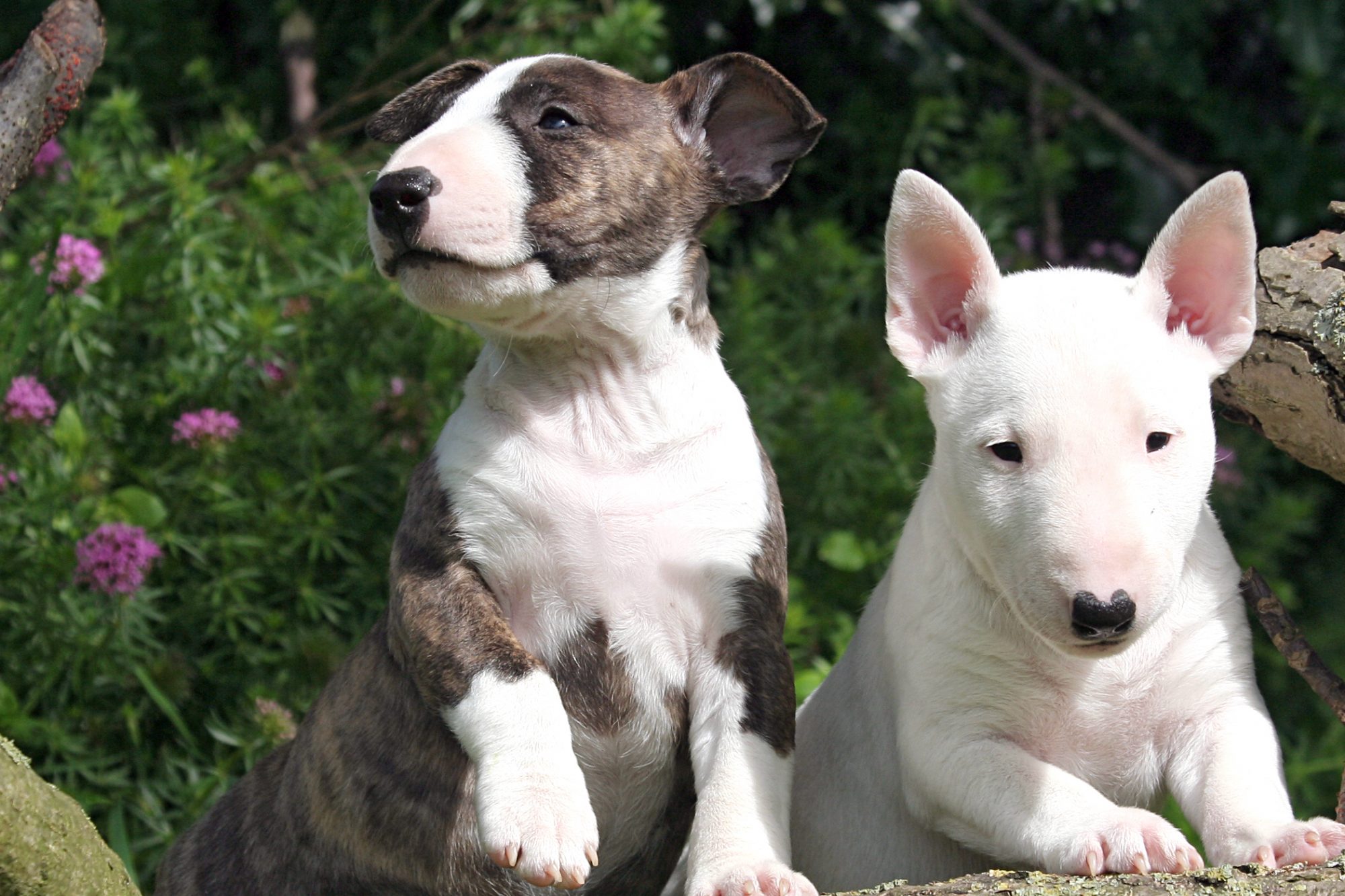 ミニチュア・ブル・テリア - miniature-bull-terrier