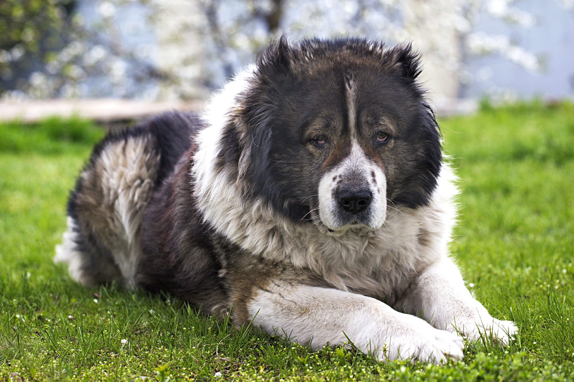 コーカシアン・シェパード - caucasian-shepherd