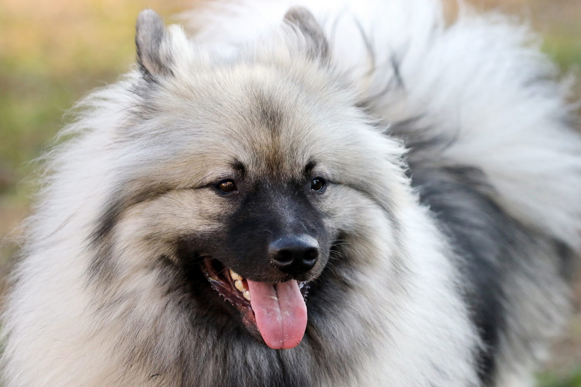 キースホンド - keeshond
