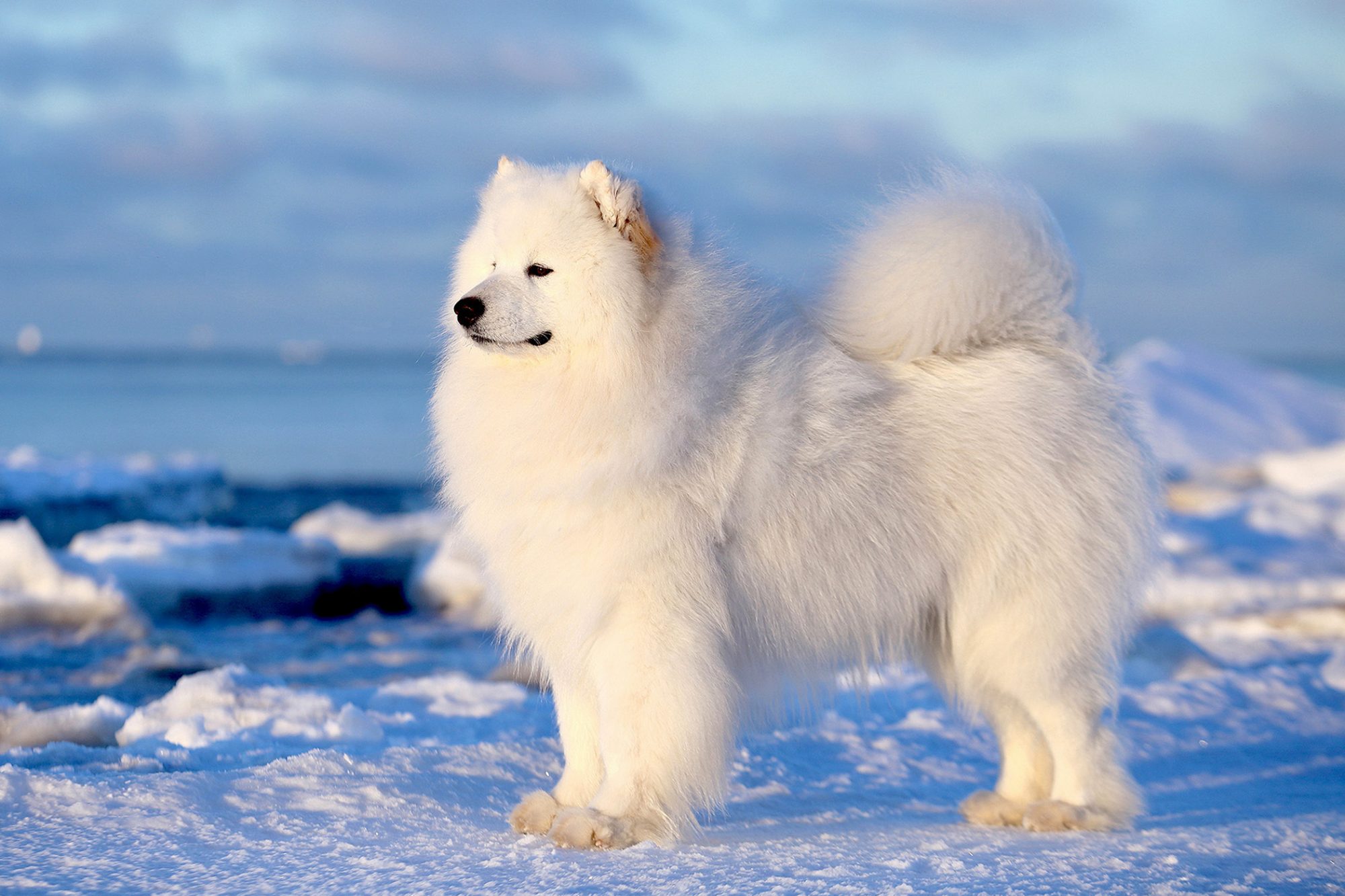 サモエド - Samoyed