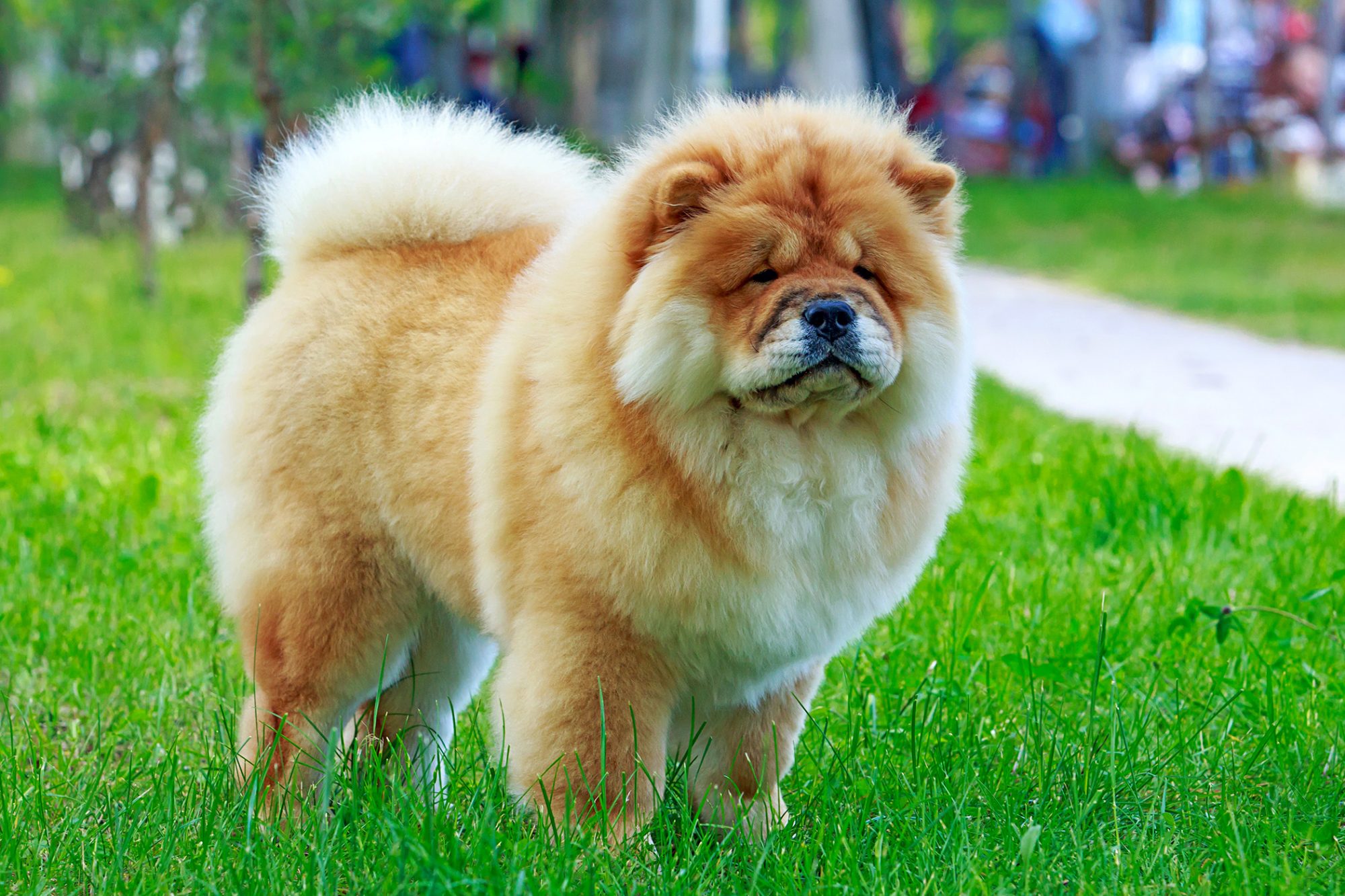 チャウ・チャウ - Chow-Chow