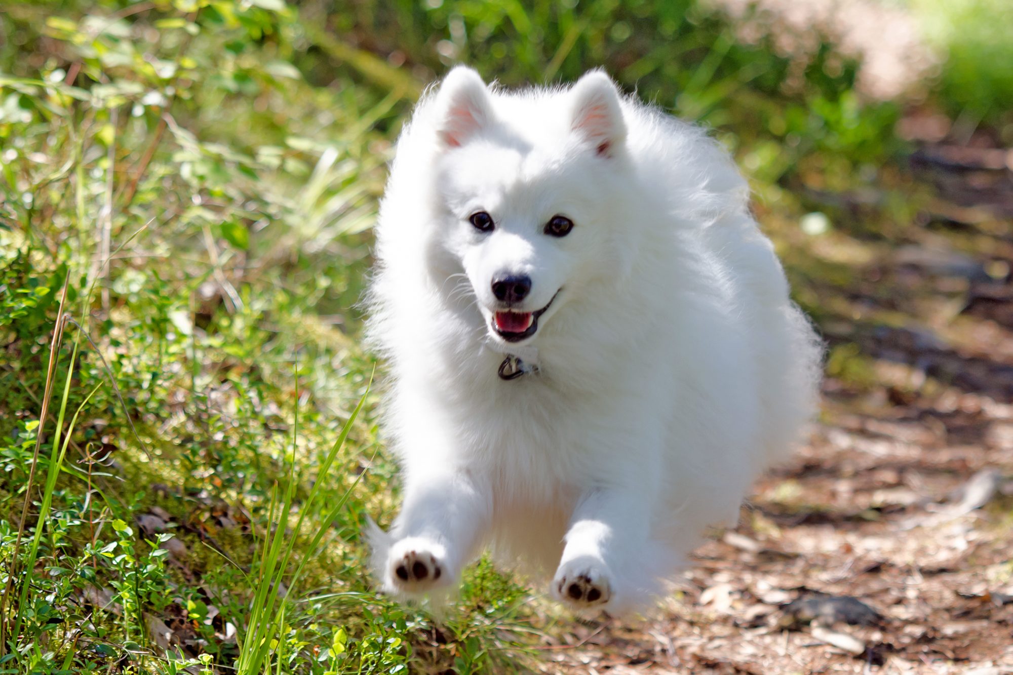 日本スピッツ - Japanese-Spitz