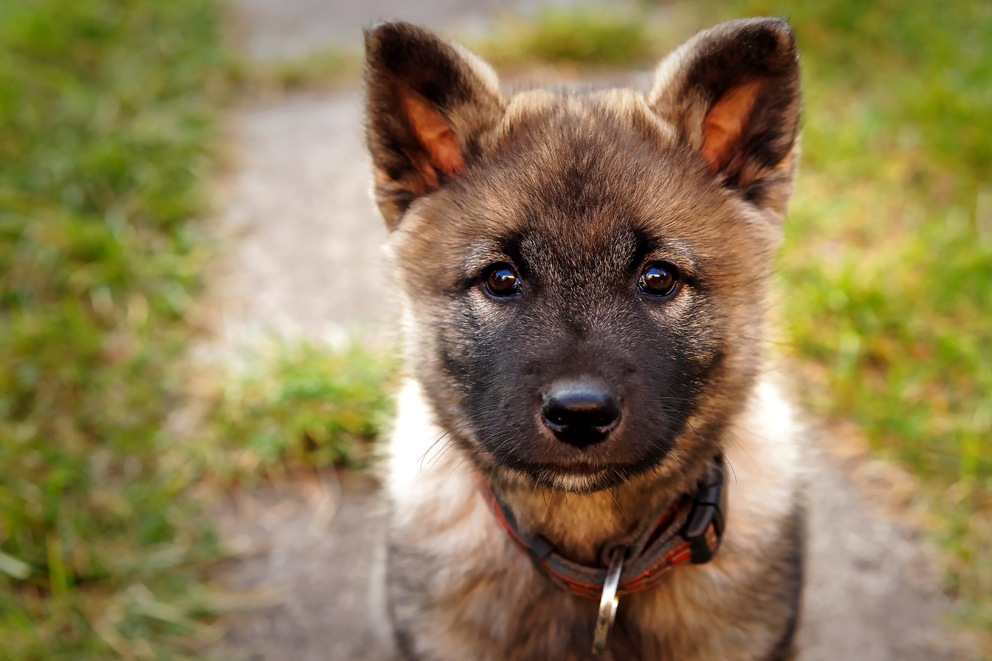 ノルウェジアン・エルクハウンド・グレー - Norwegian-Elkhound-Grey