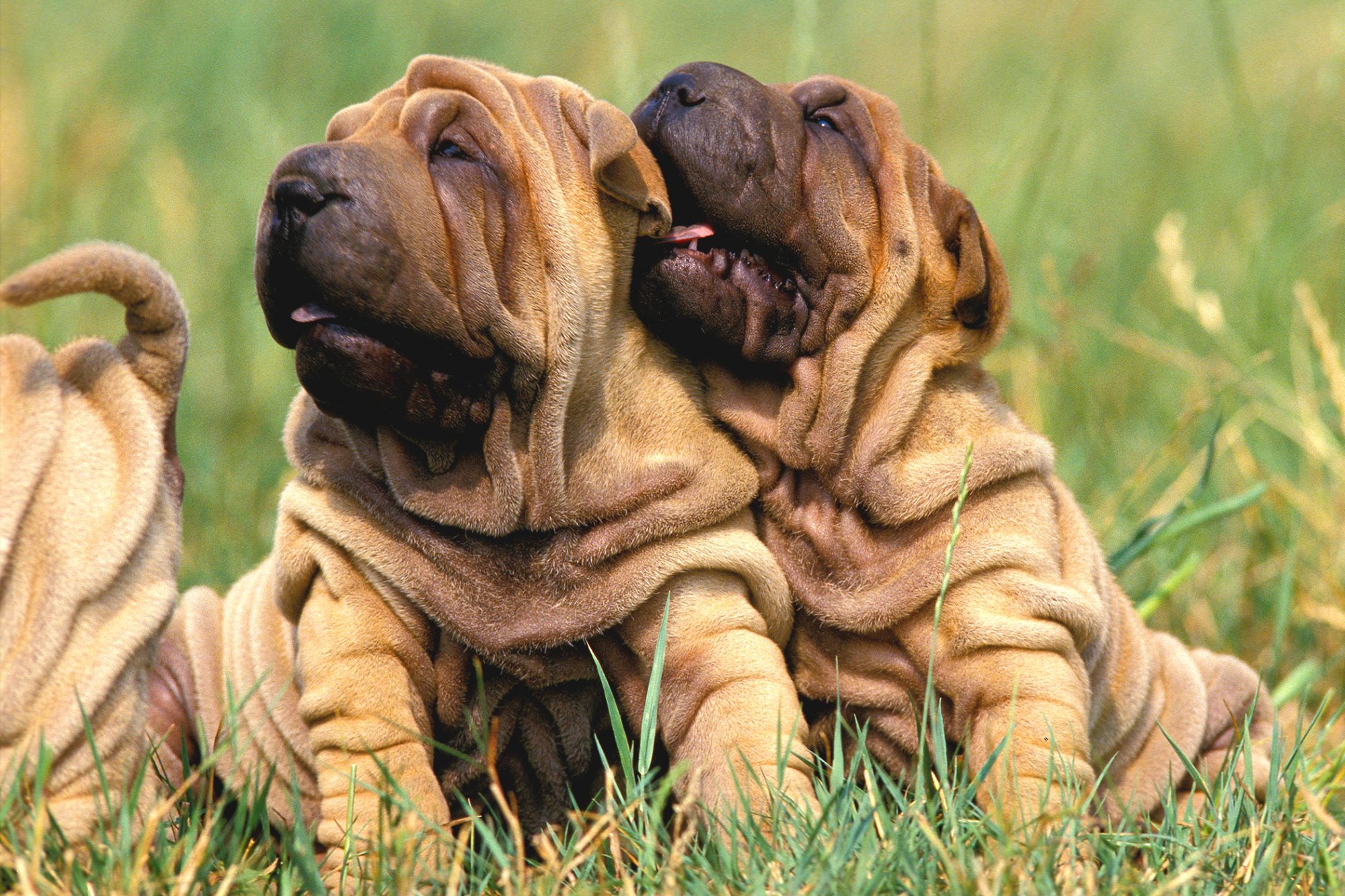 シャー・ペイ - shar-pei
