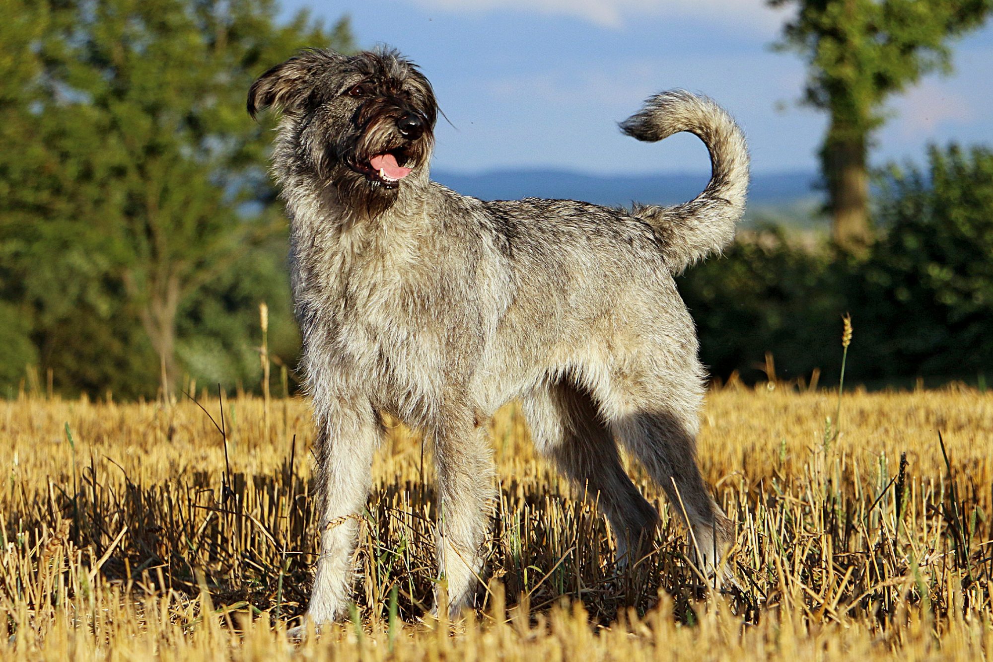 ジャイアント・シュナウザー - giant-schnauzer