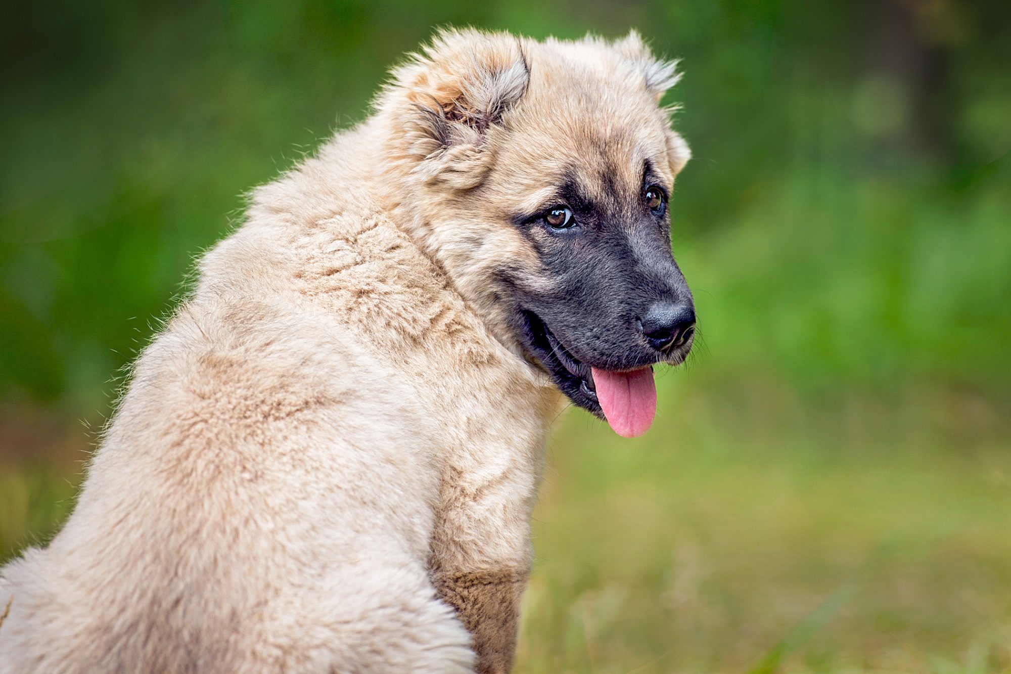 セントラル・アジア・シェパード・ドッグ - central-asia-shepherd-dog