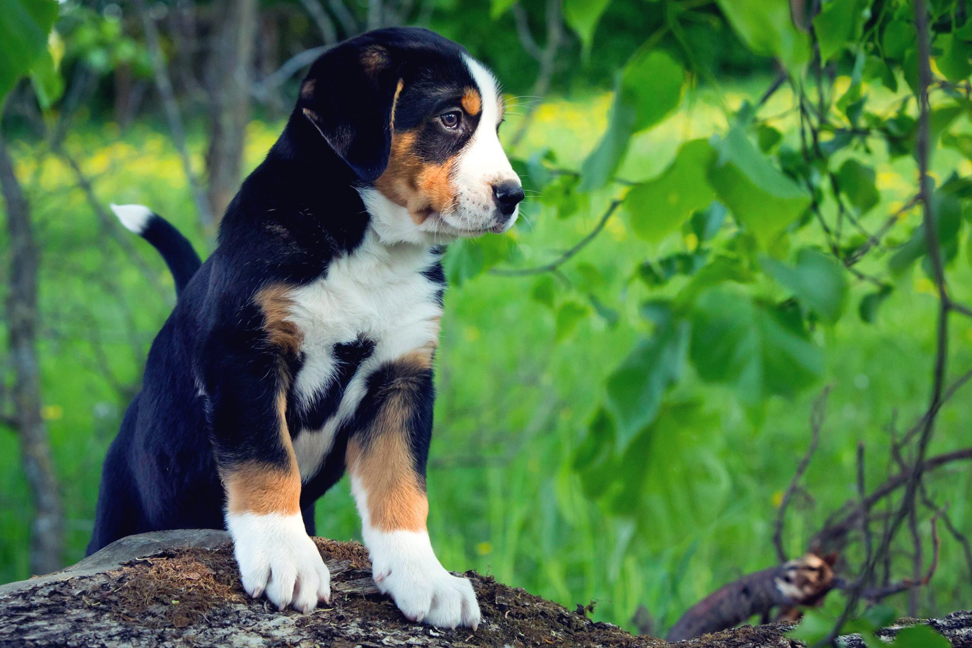 グレート・スイス・マウンテン・ドッグ - great-swiss-mountain-dog