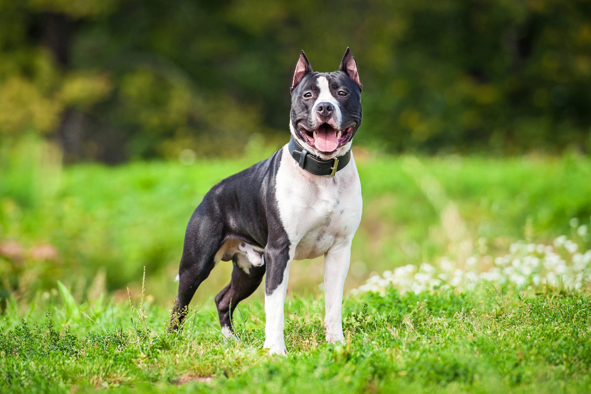 アメリカン・スタッフォードシャー・テリア - american-staffordshire-terrier