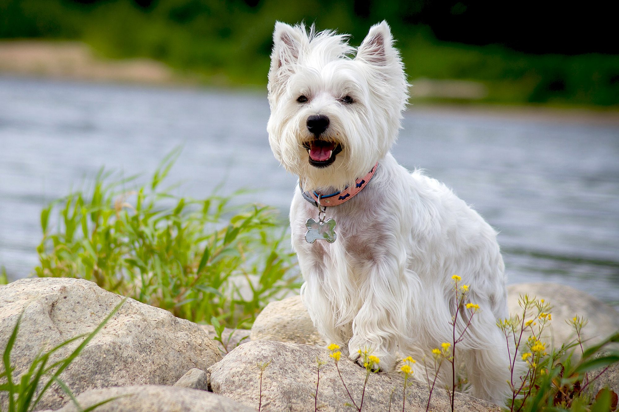 ウエスト・ハイランド・ホワイト・テリア - west-highland-white-terrier