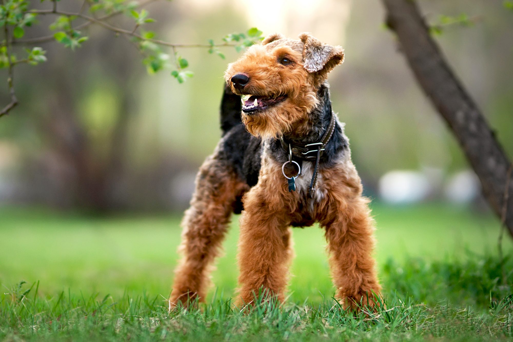 ウェルシュ・テリア - welsh-terrier
