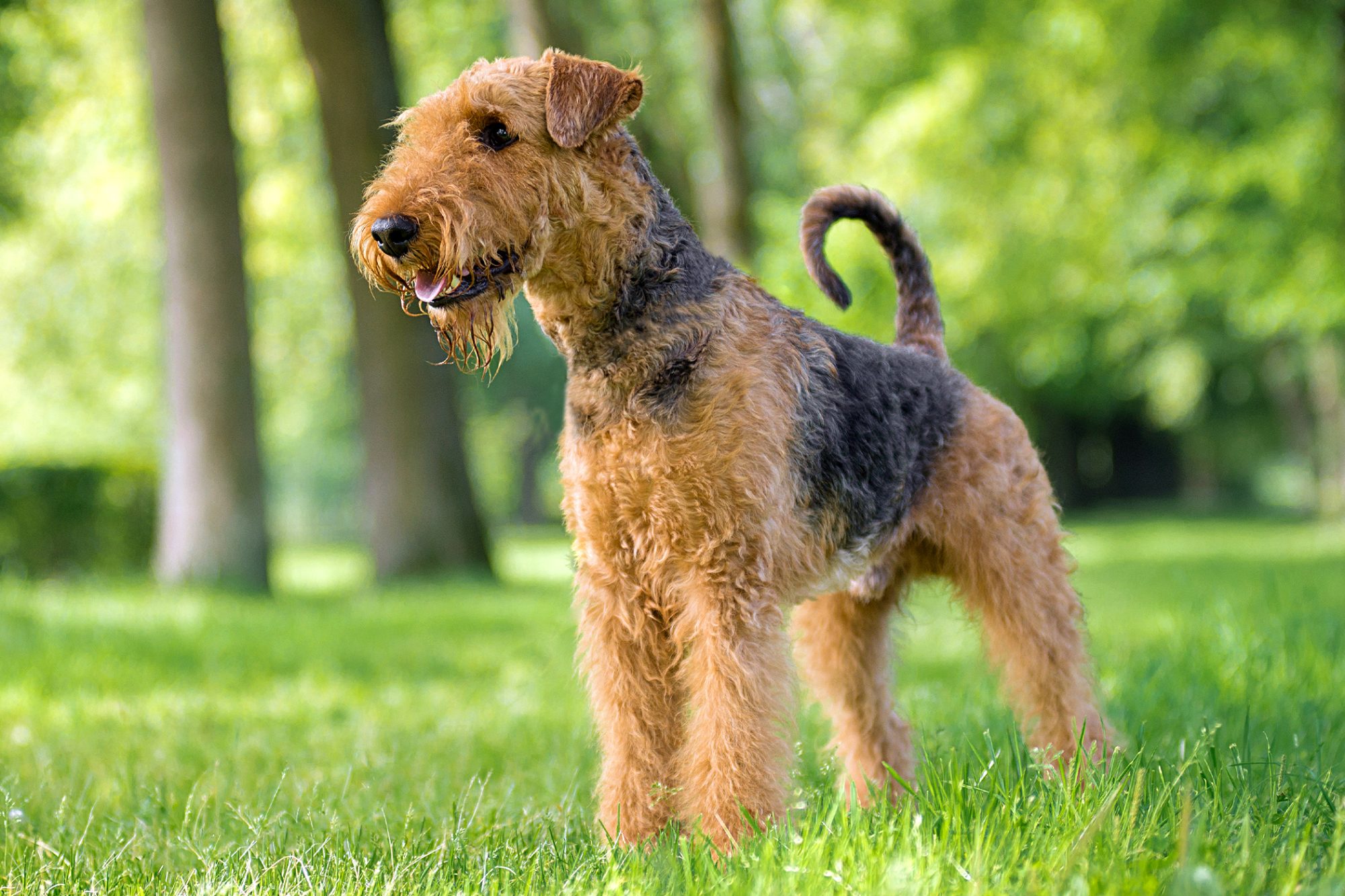 エアデール・テリア - airedale-terrier