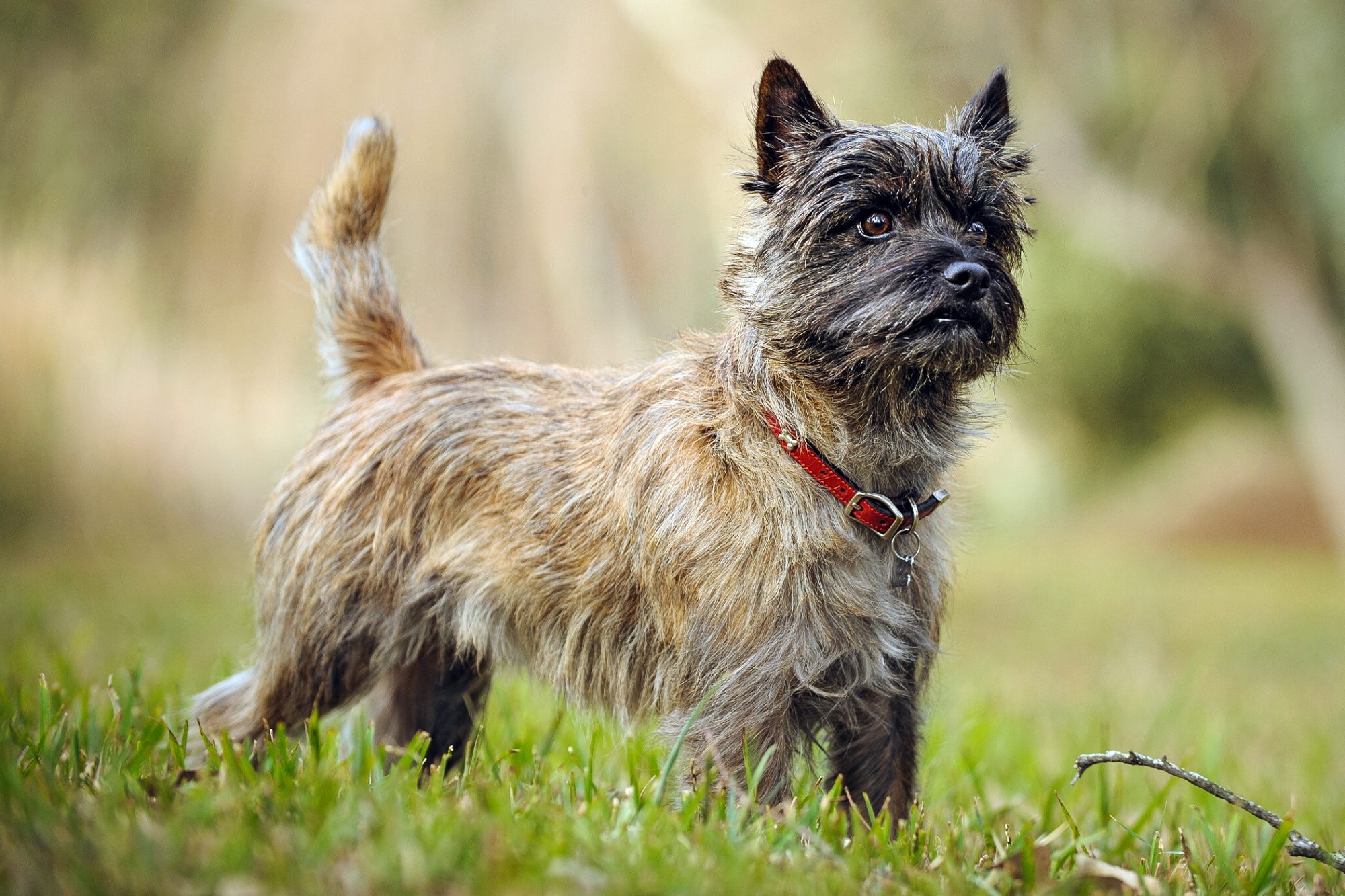 ケアーン・テリア - cairn-terrier