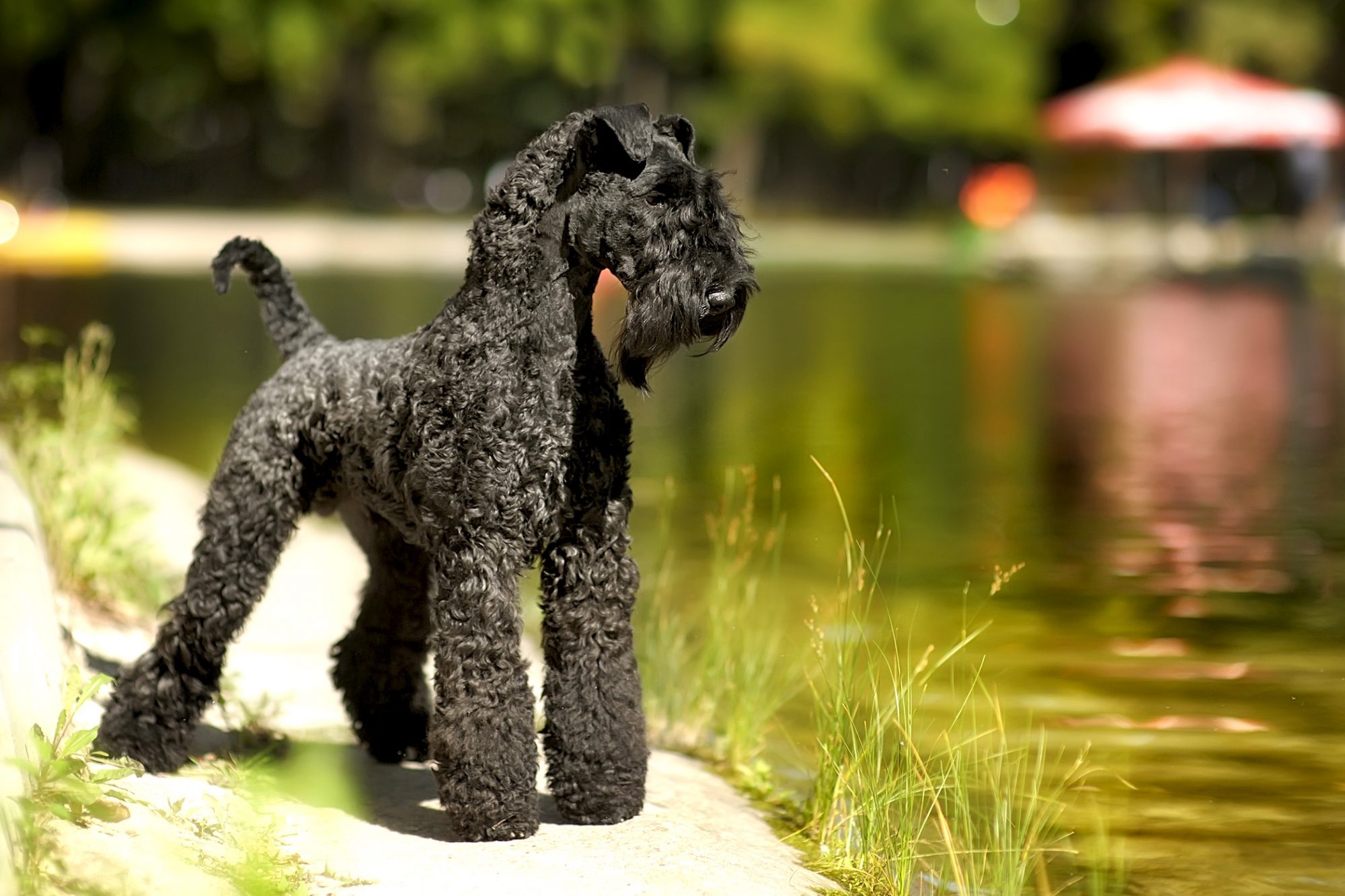 ケリー・ブルー・テリア - kerry-blue-terrier