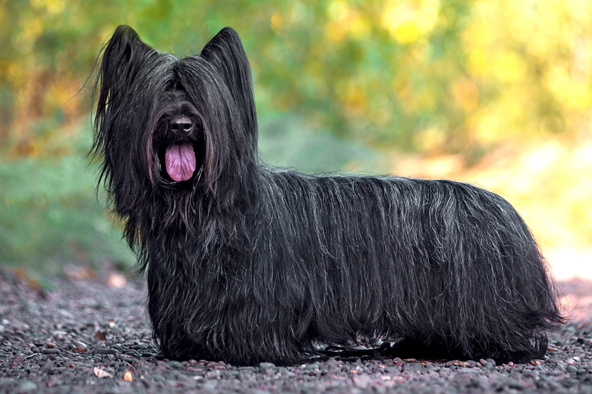 スカイ・テリア - skye-terrier