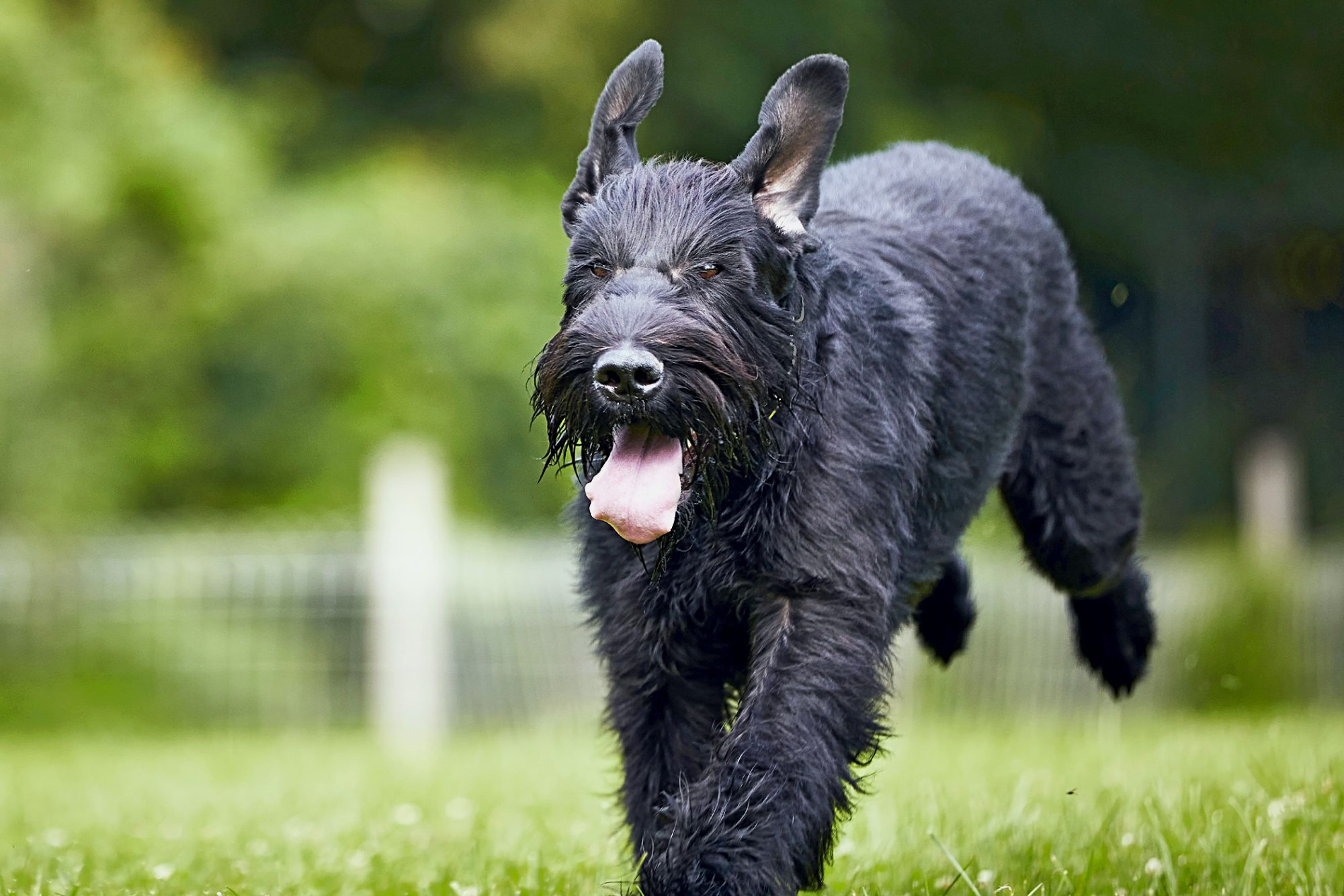 ジャイアント・シュナウザー - giant-schnauzer
