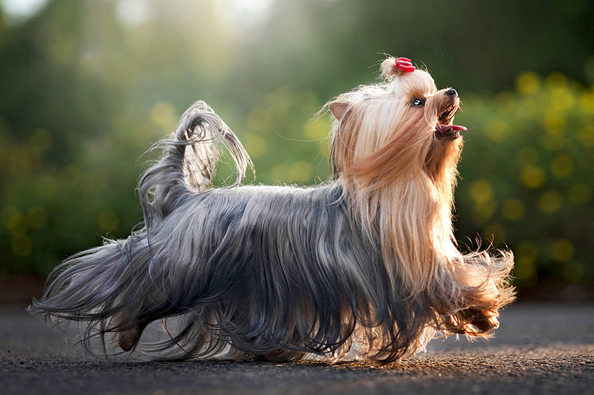 ヨークシャー・テリア - yorkshire-terrier