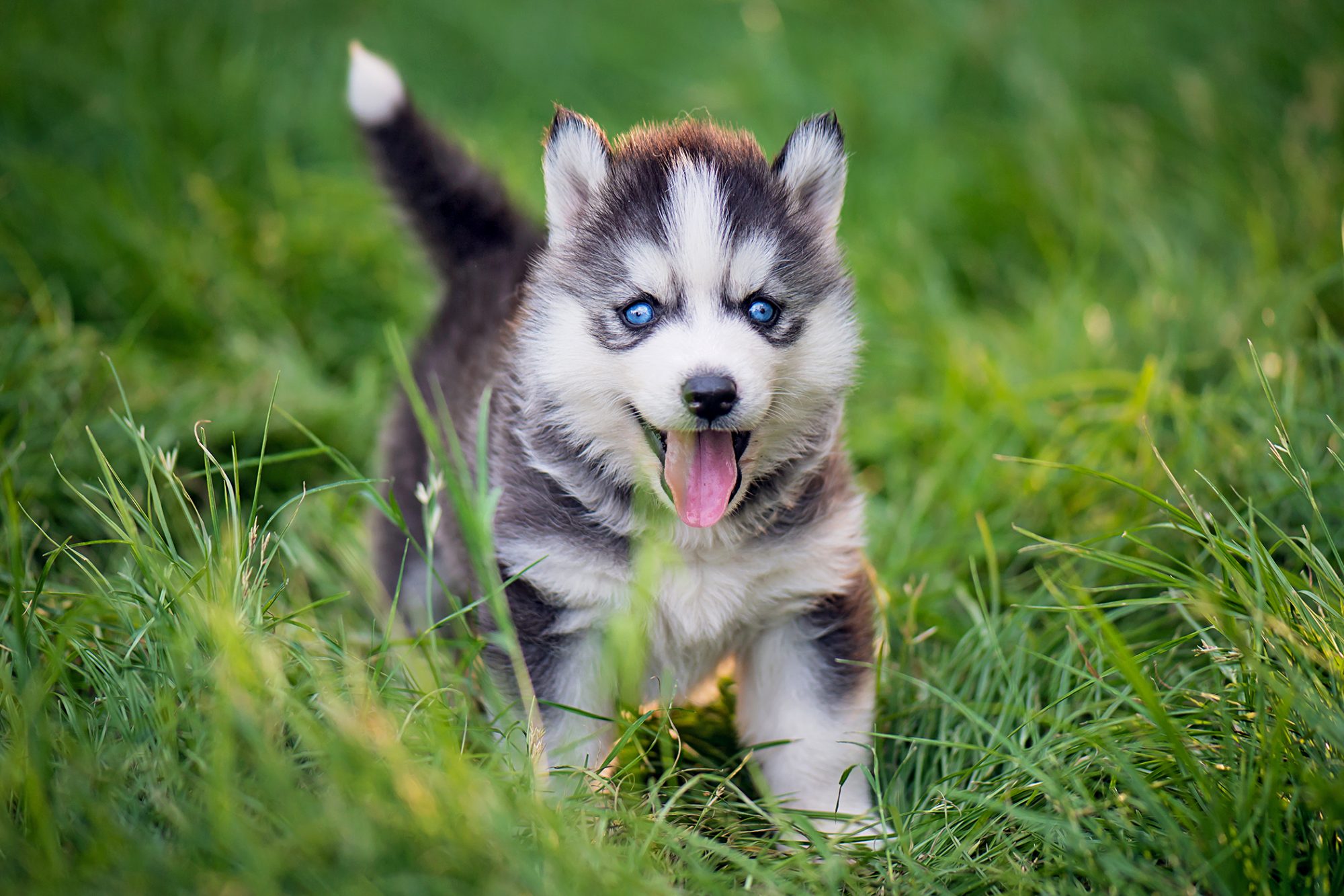 シベリアン・ハスキー - Siberian-Husky
