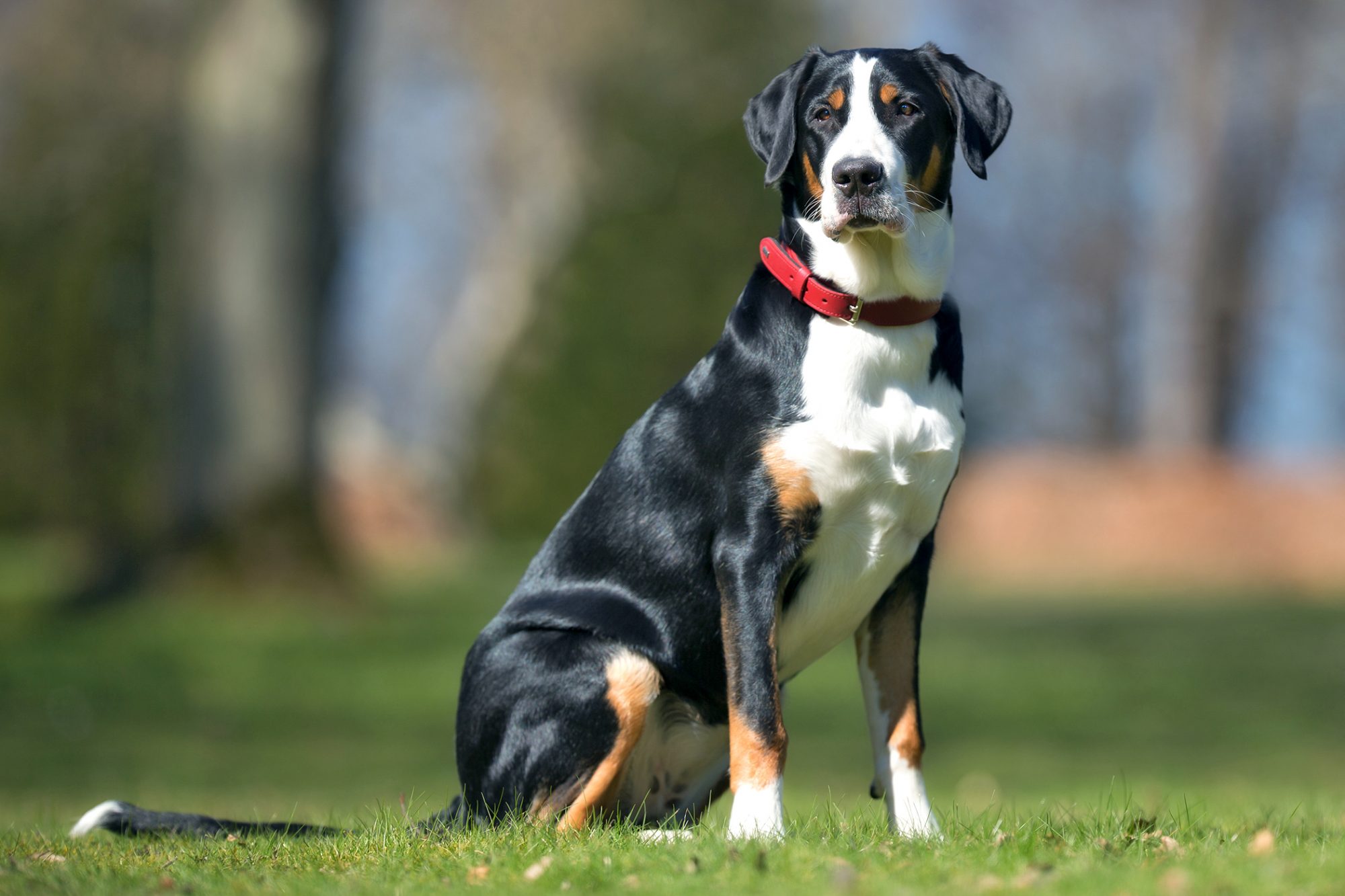 グレート・スイス・マウンテン・ドッグ - great-swiss-mountain-dog