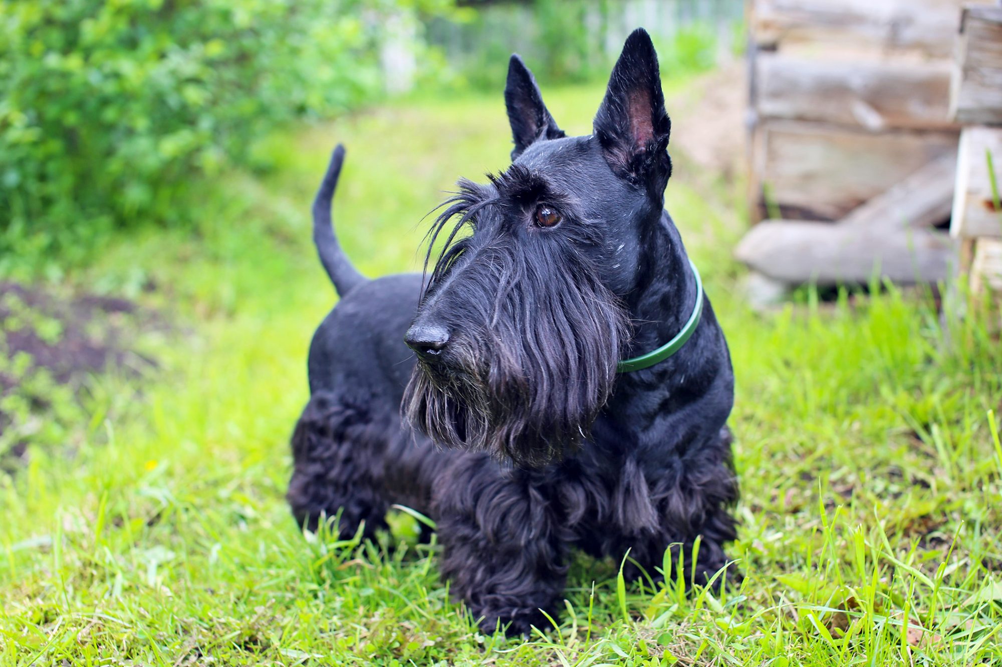 スコティッシュ・テリア - scottish-terrier