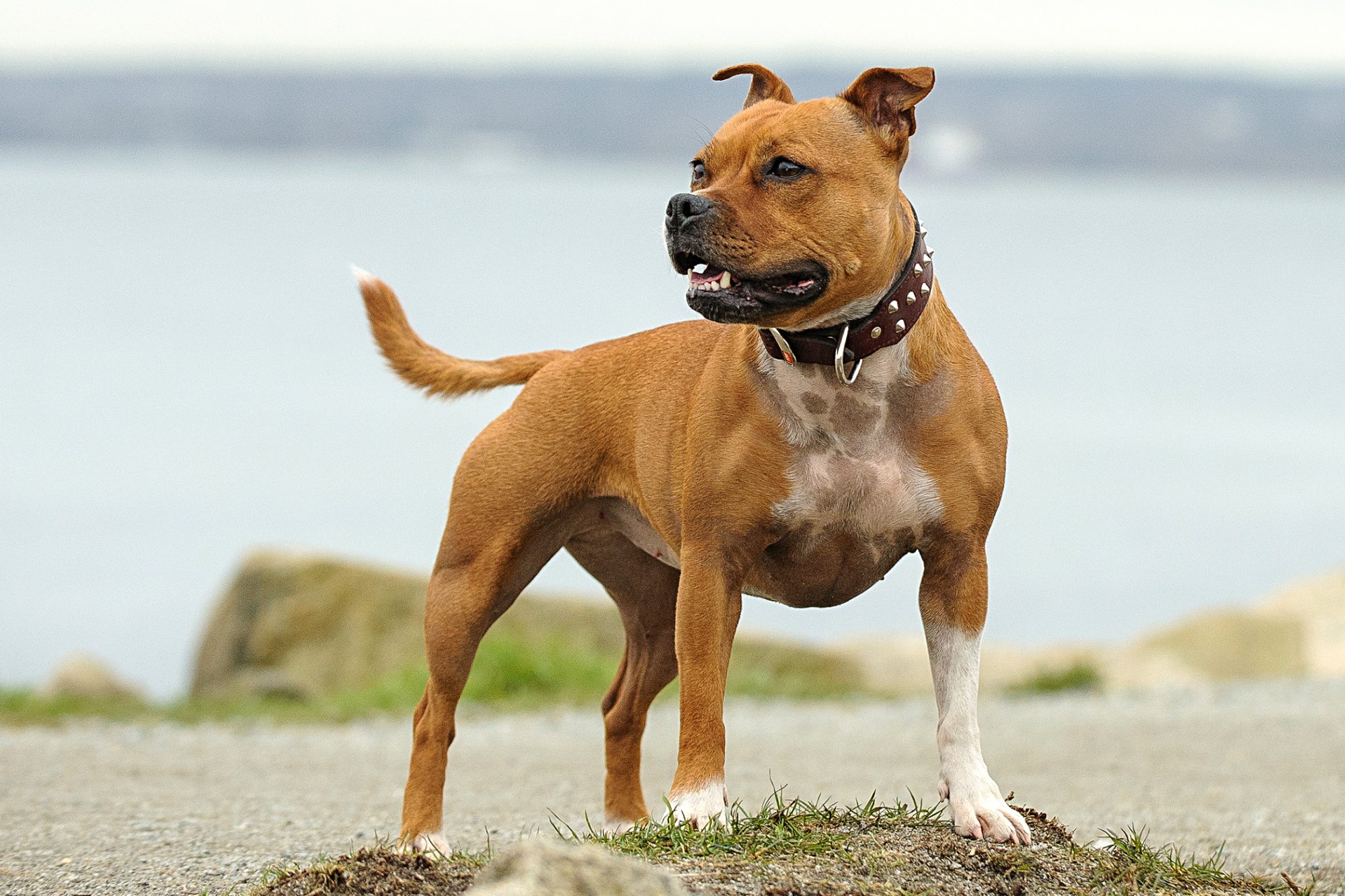 スタッフォードシャー・ブル・テリア - staffordshire-bull-terrier