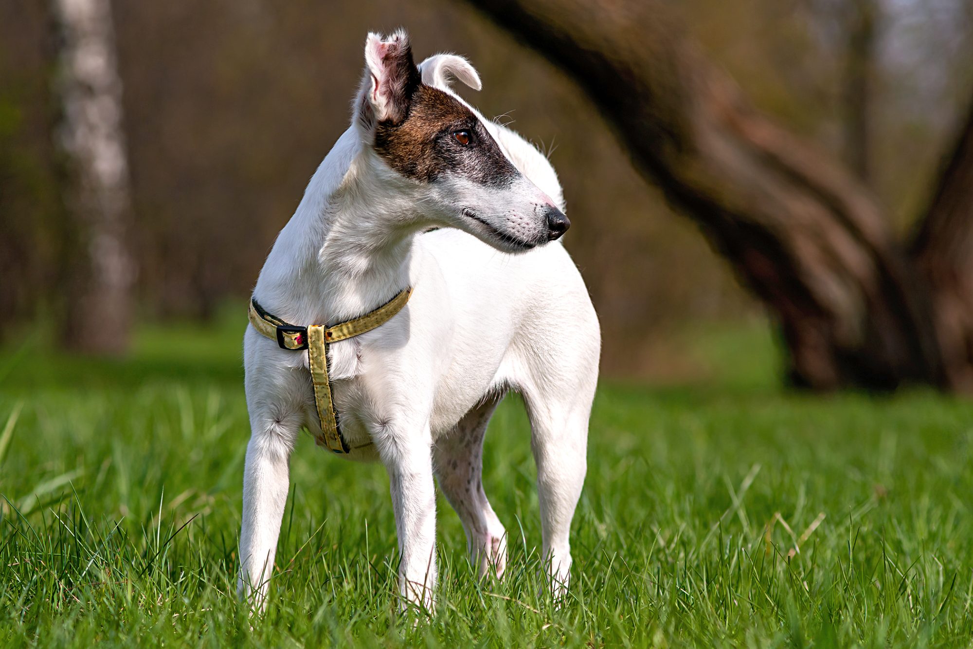 スムース・フォックス・テリア - smooth-fox-terrier