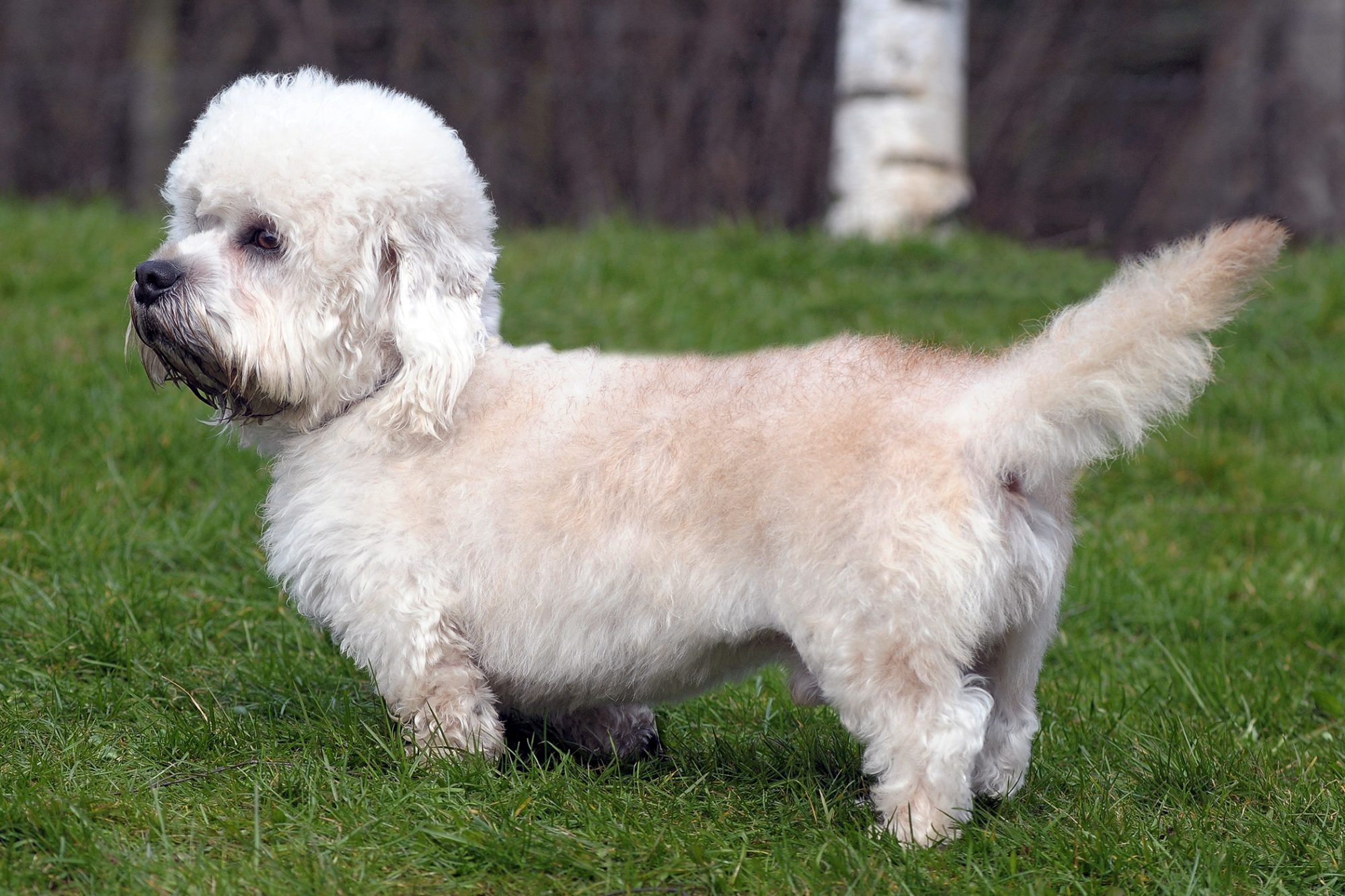 ダンディ・ディンモント・テリア - dandie-dinmont-terrier