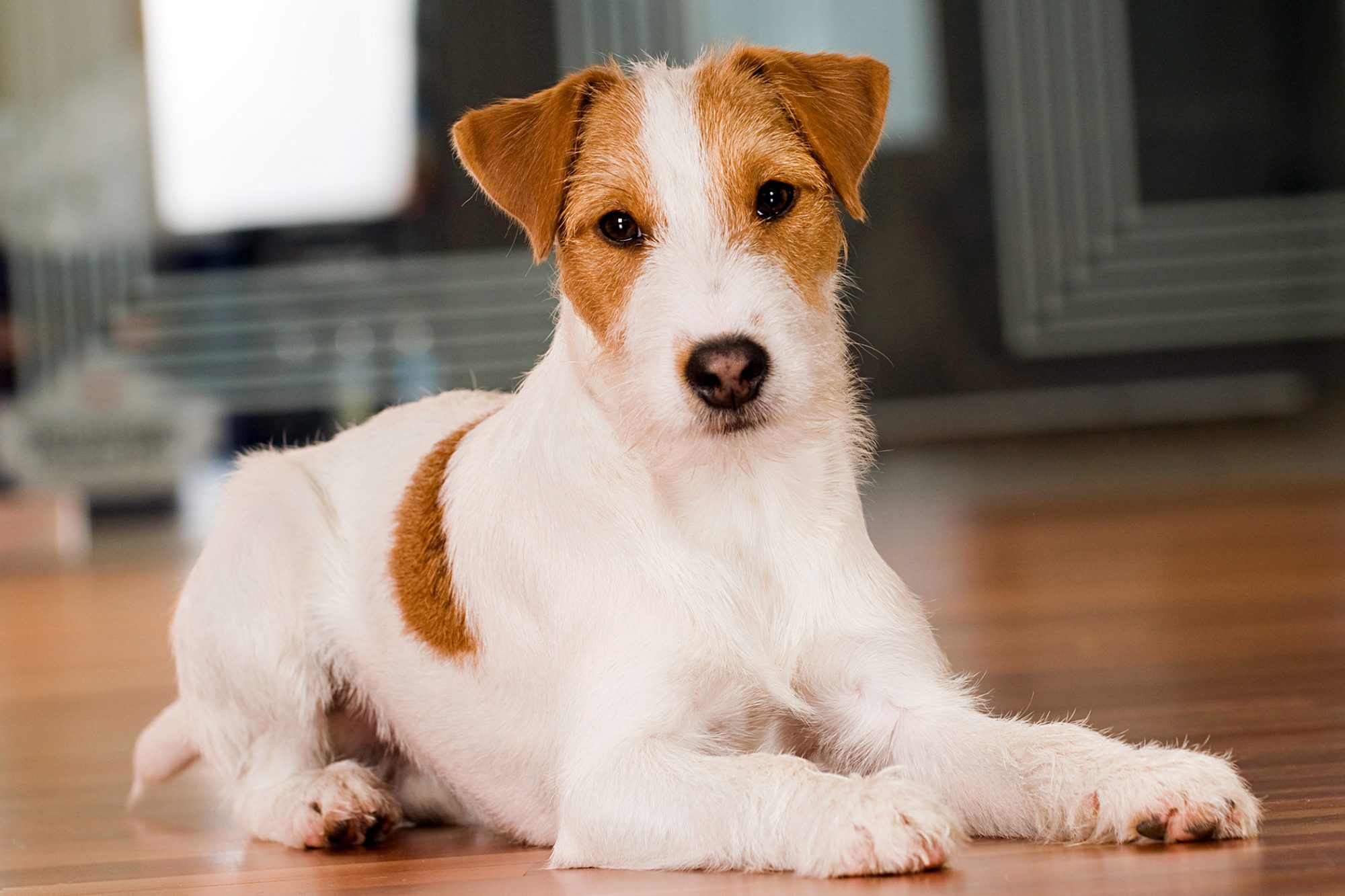 パーソン・ラッセル・テリア - parson-russell-terrier