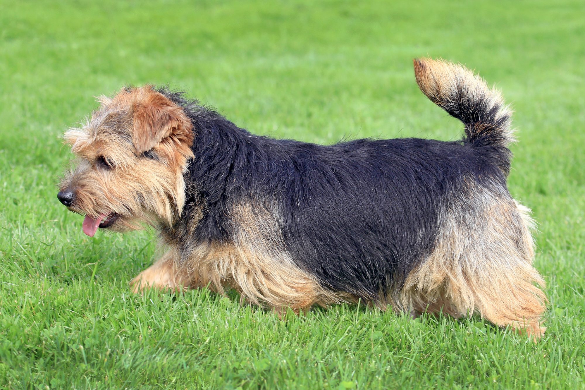 ノーフォーク・テリア - norfolk-terrier