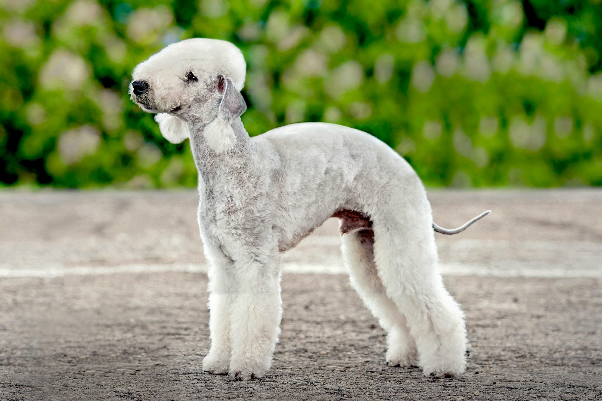 ベドリントン・テリア - bedlington-terrier