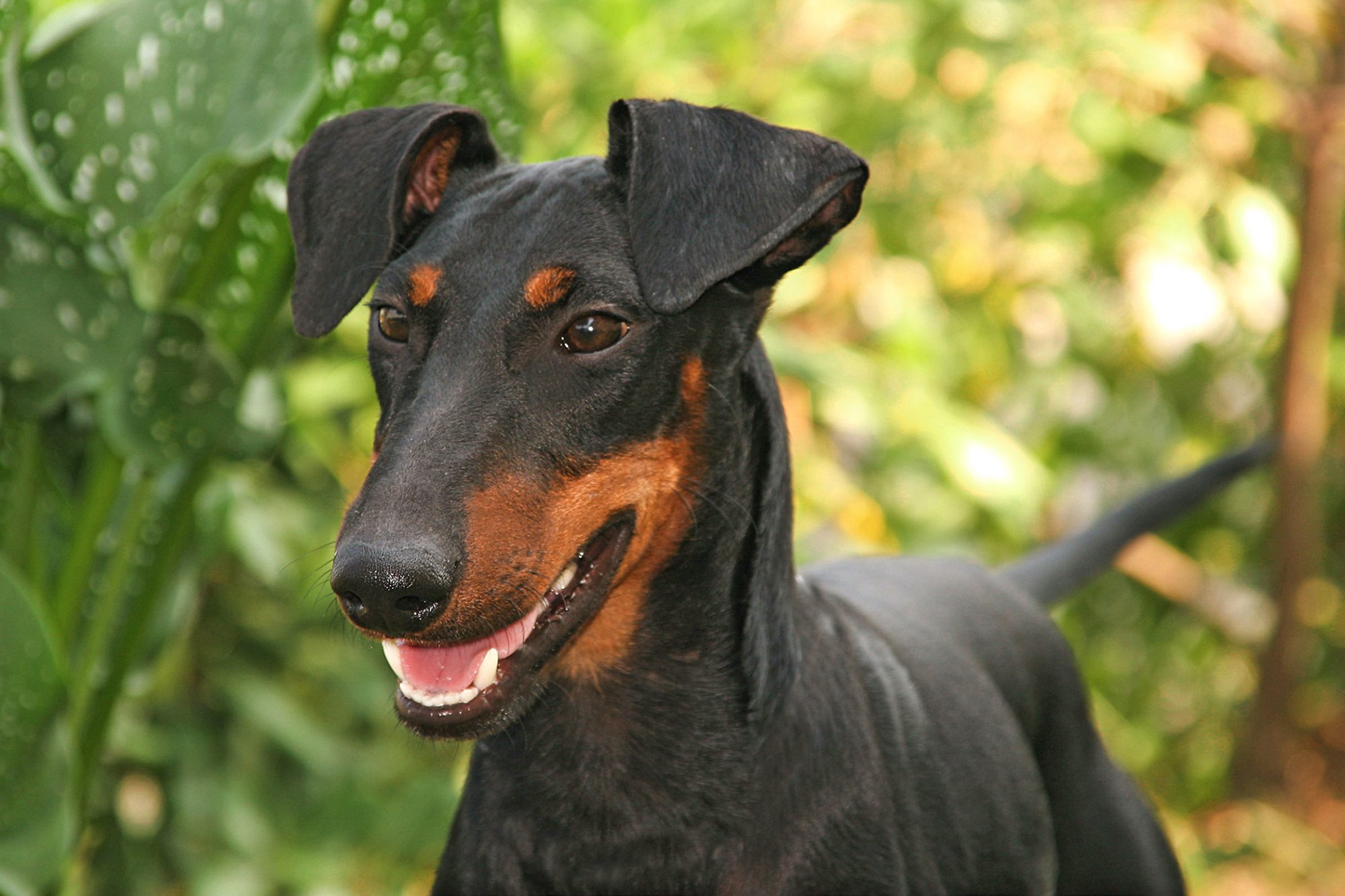 マンチェスター・テリア - manchester-terrier