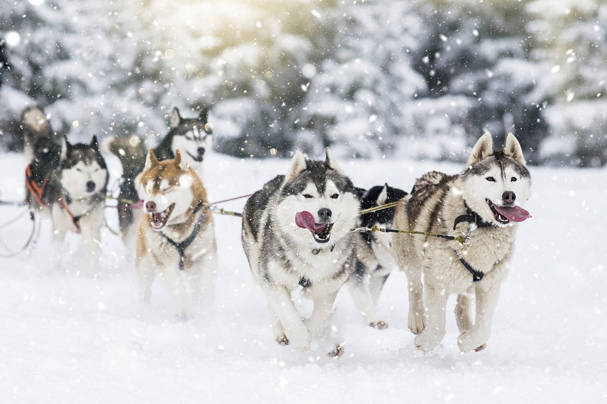 シベリアン・ハスキー - Siberian-Husky