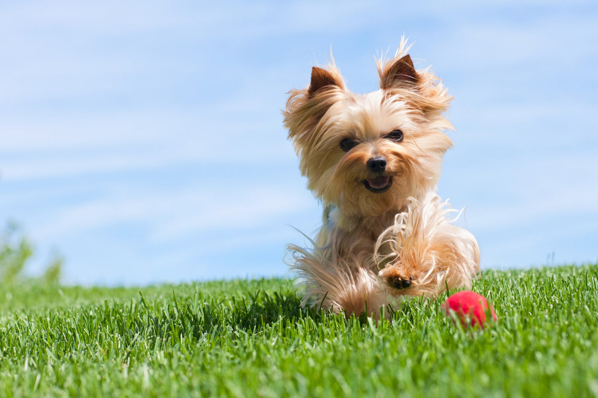 ヨークシャー・テリア - yorkshire-terrier