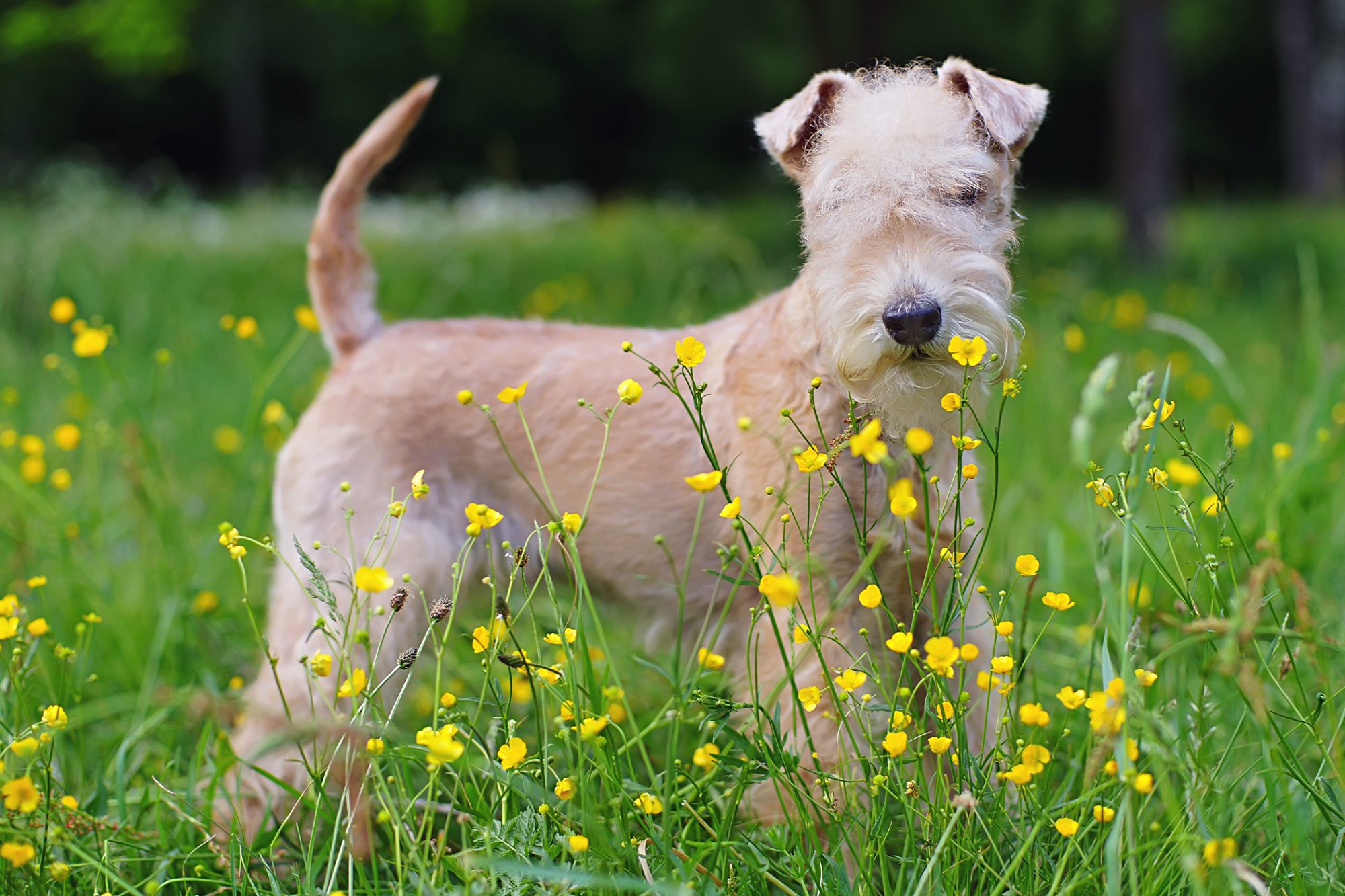 レークランド・テリア - lakeland-terrier