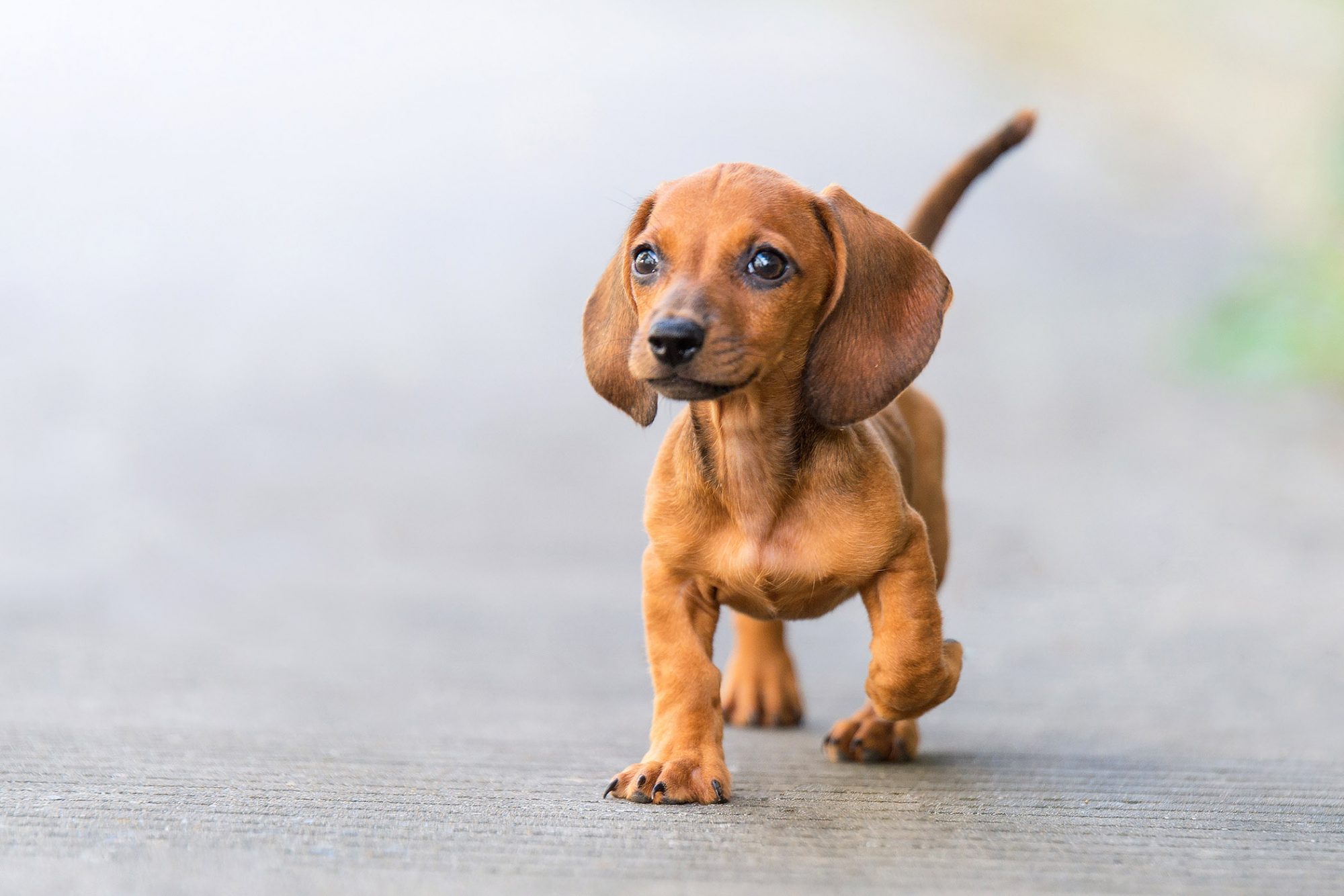 スタンダードダックスフンド - standard-dachshund