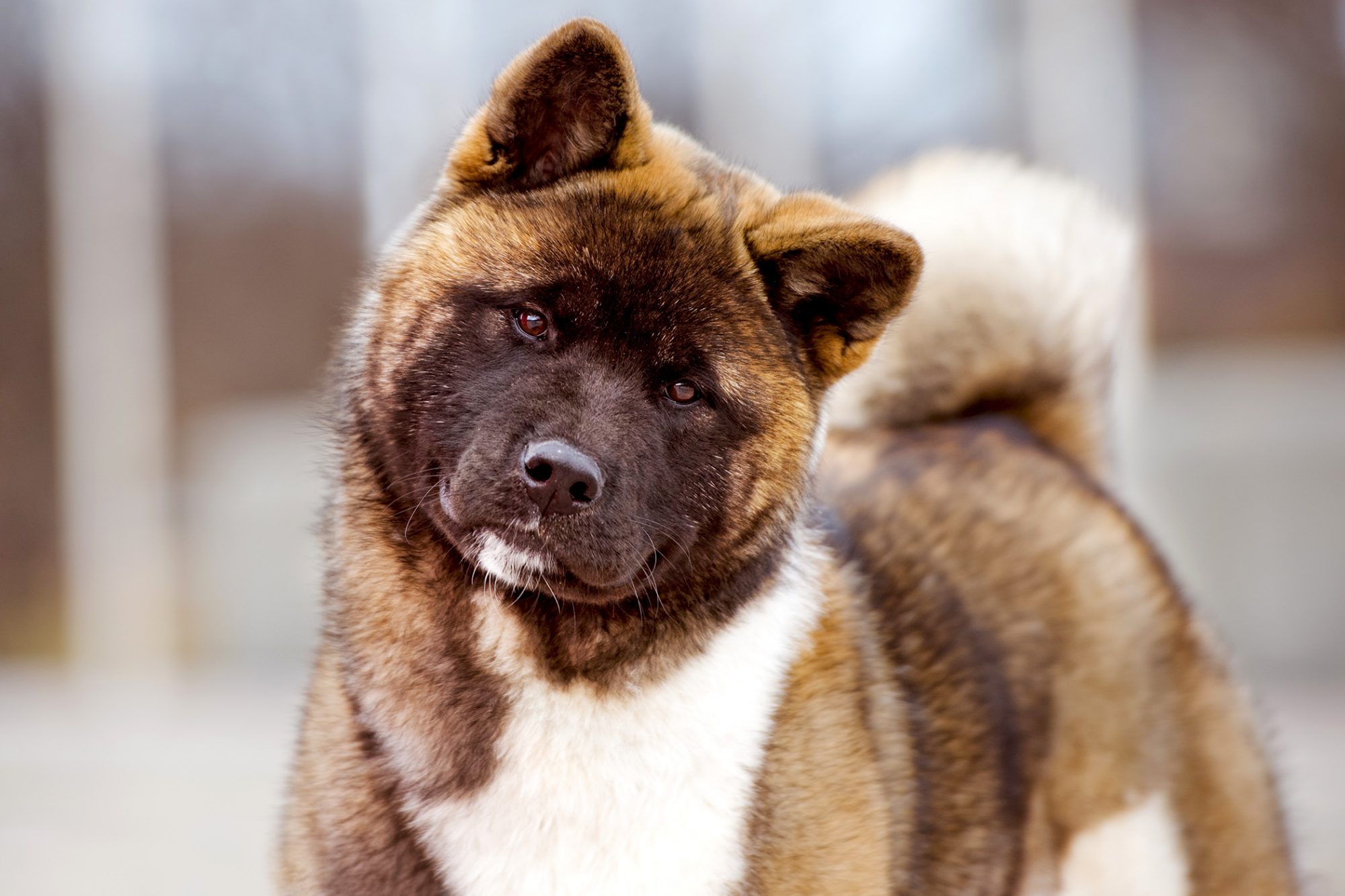 秋田犬 - Akita
