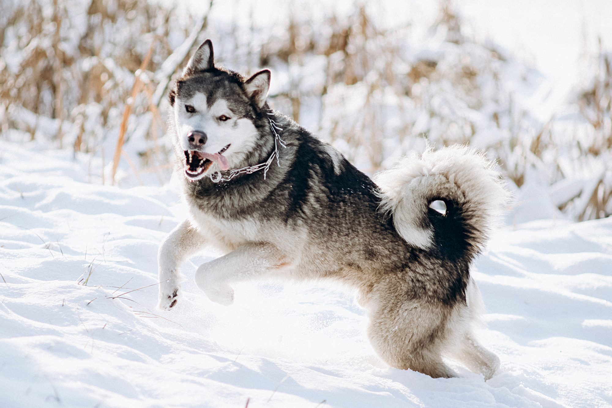 アラスカン・マラミュート - Alaskan-Malamute