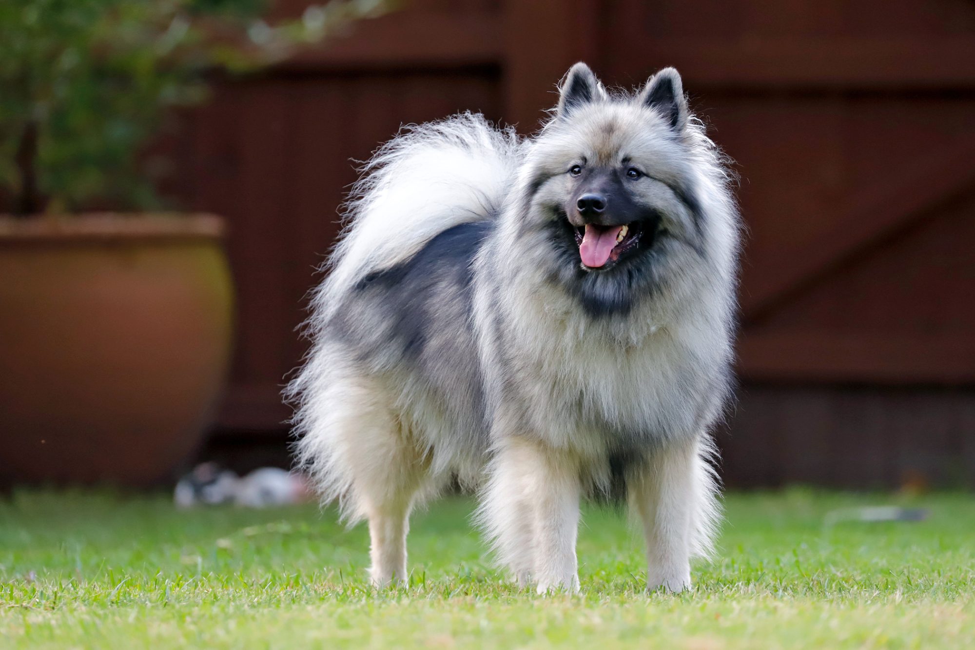 キースホンド - keeshond