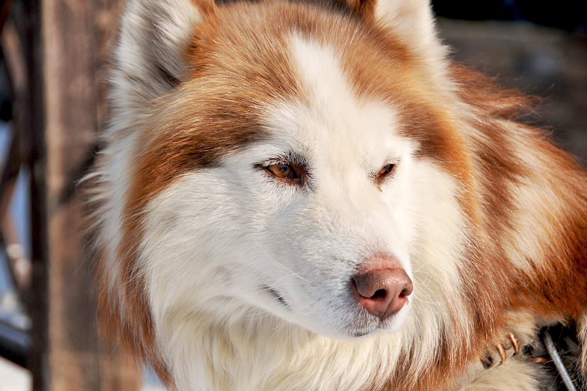 シベリアン・ハスキー - Siberian-Husky