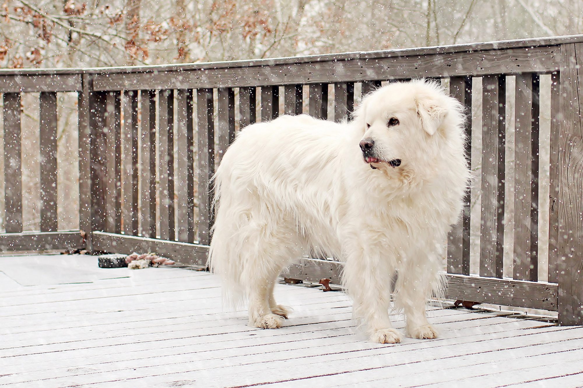 グレート・ピレニーズ - great-pyrenees
