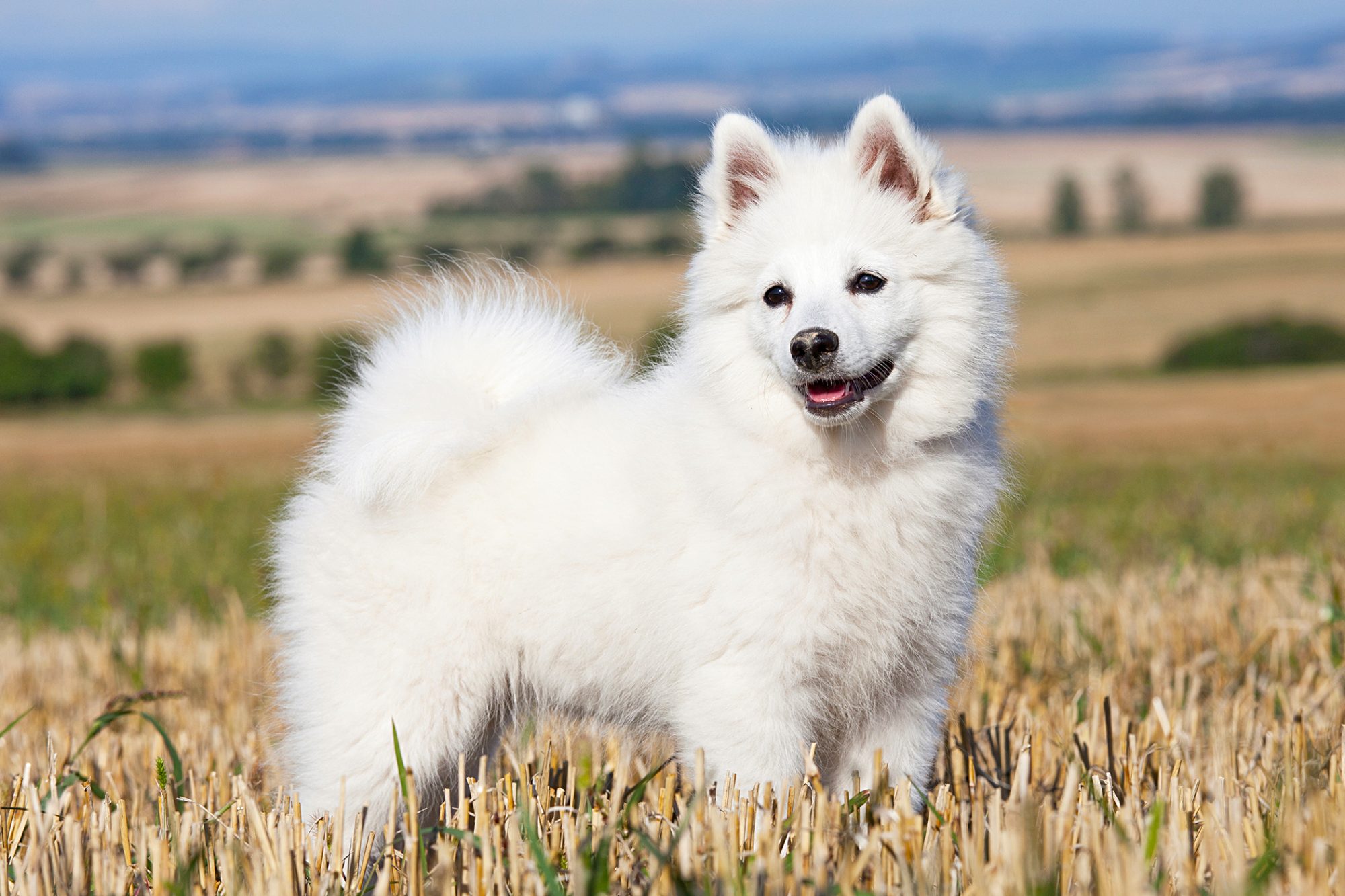 ジャーマン・スピッツ - German-Spitz