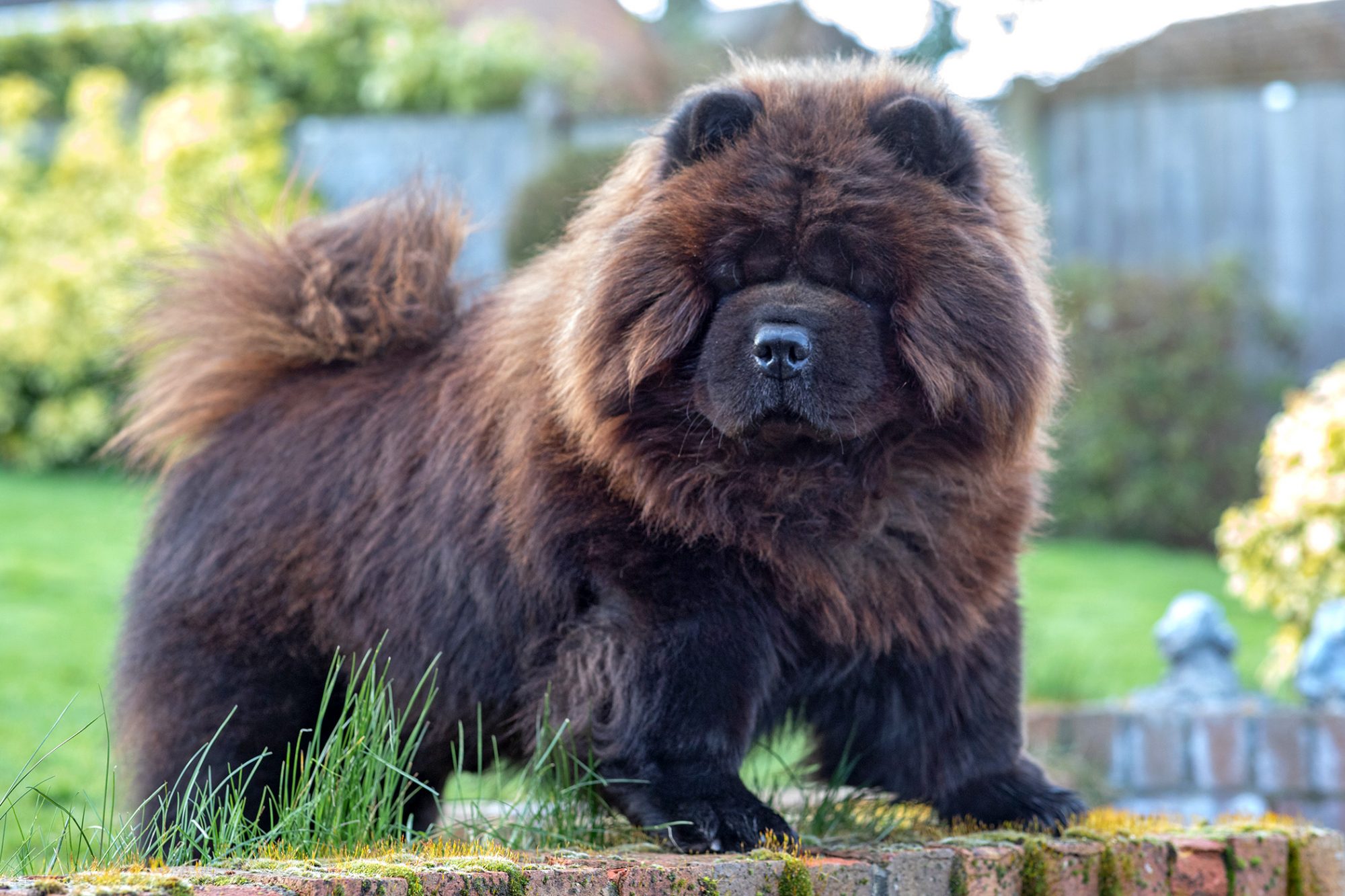 チャウ・チャウ - Chow-Chow