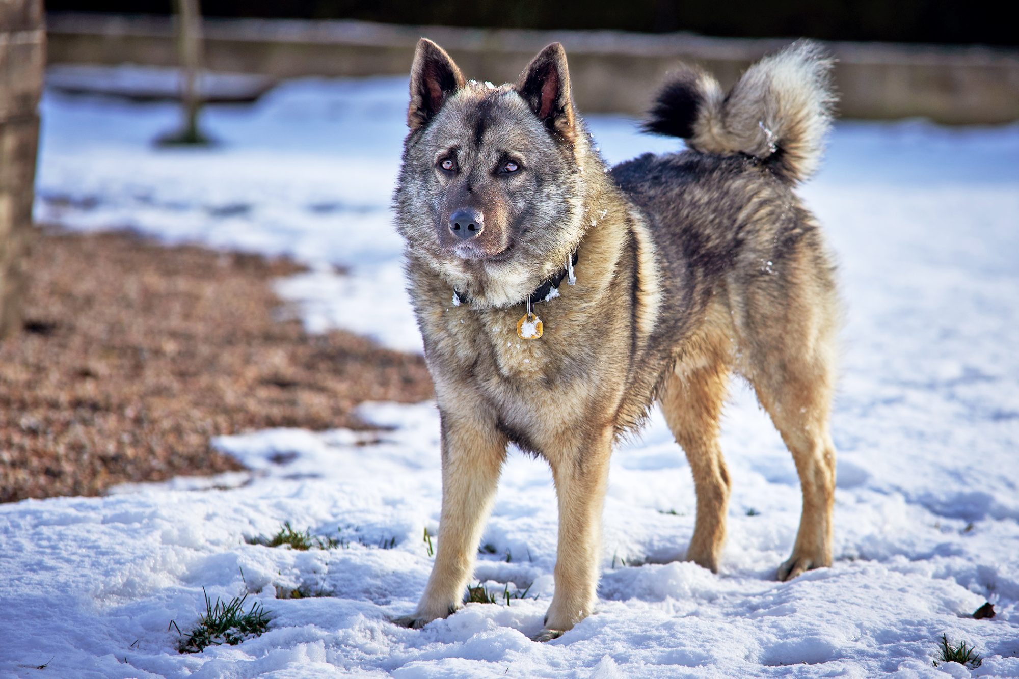 ノルウェジアン・エルクハウンド・グレー - Norwegian-Elkhound-Grey