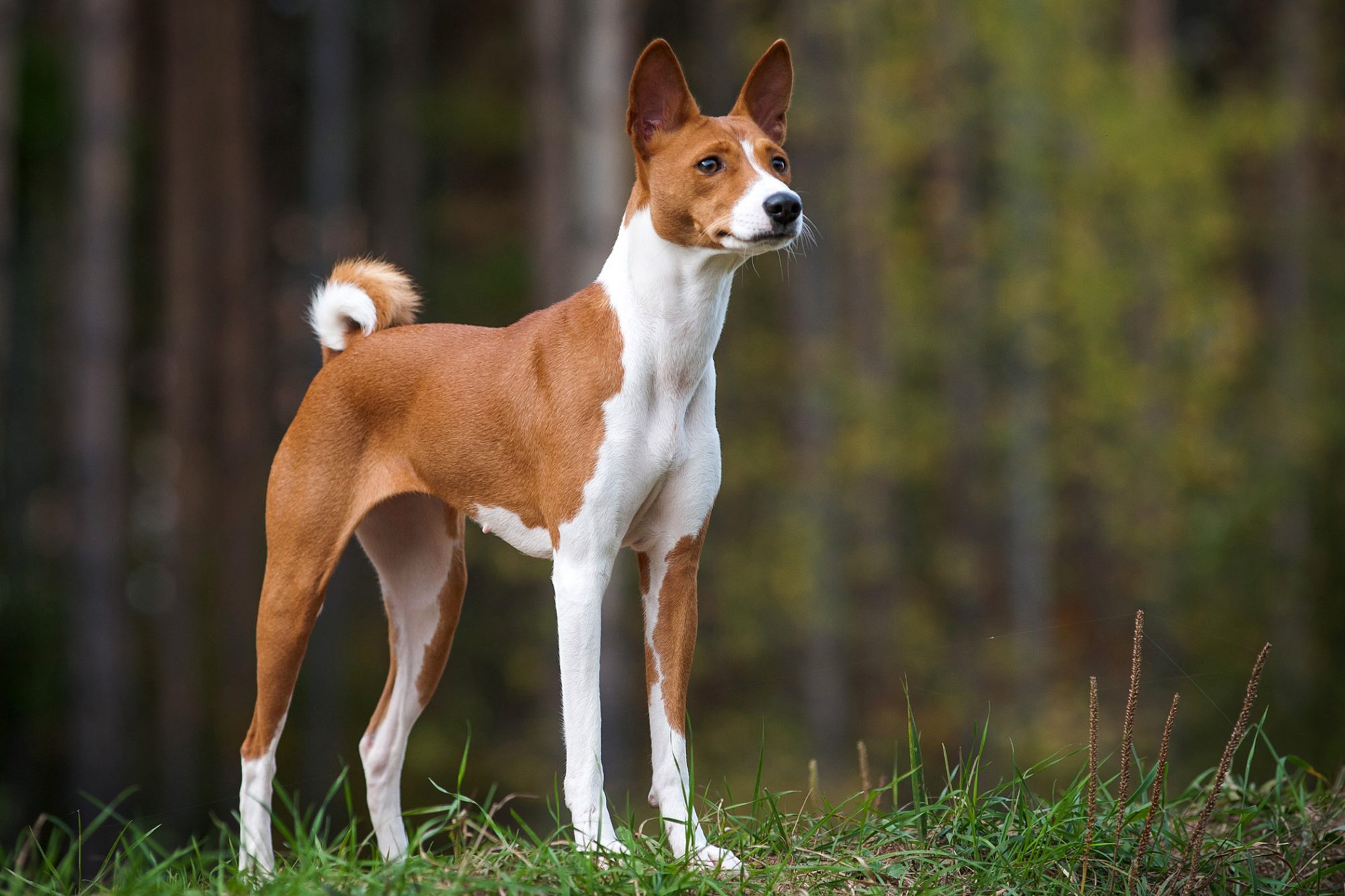 バセンジー - Basenji