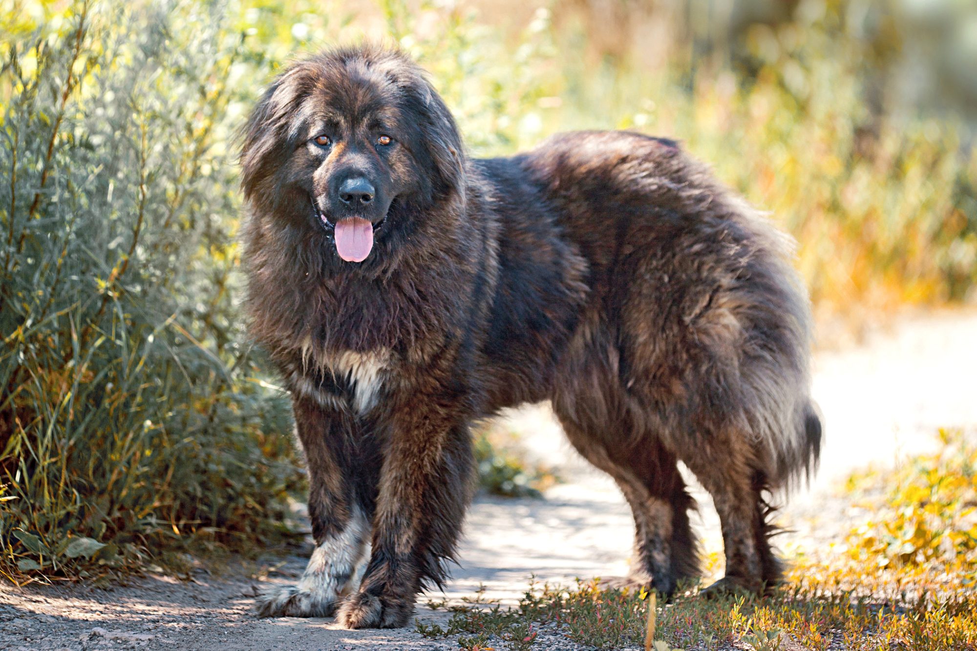 コーカシアン・シェパード - caucasian-shepherd