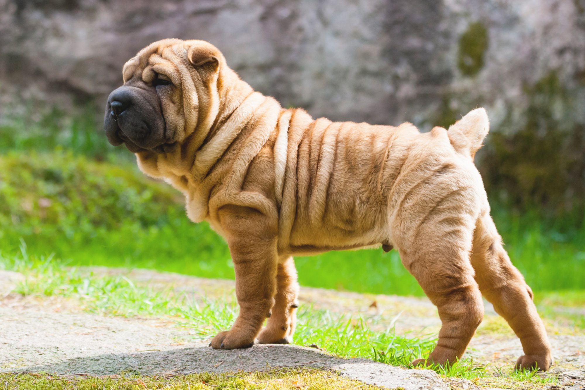 シャー・ペイ - shar-pei