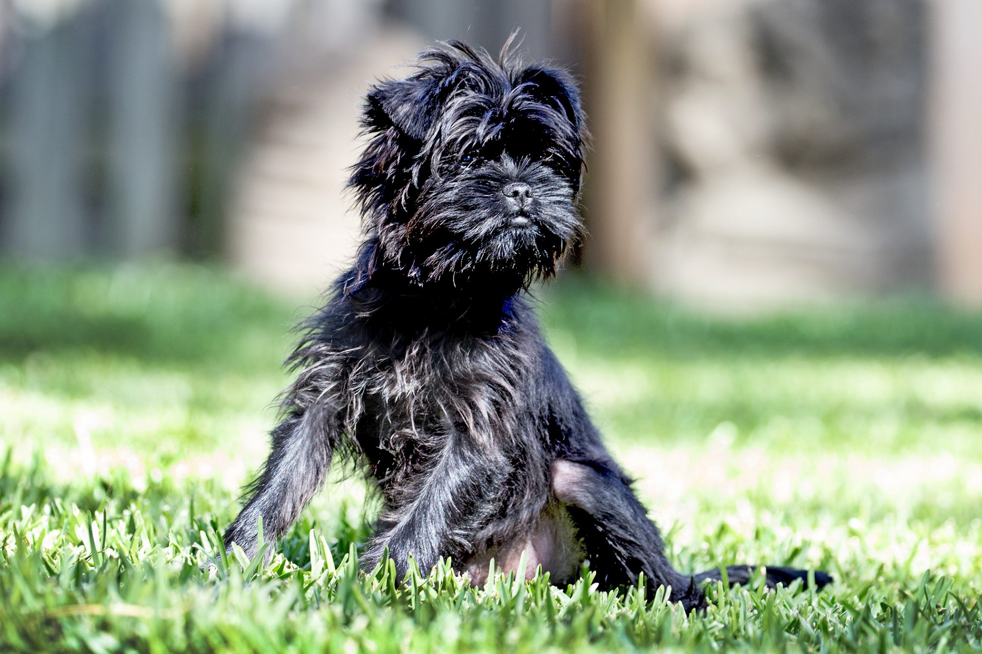 アーフェンピンシャー - affenpinscher